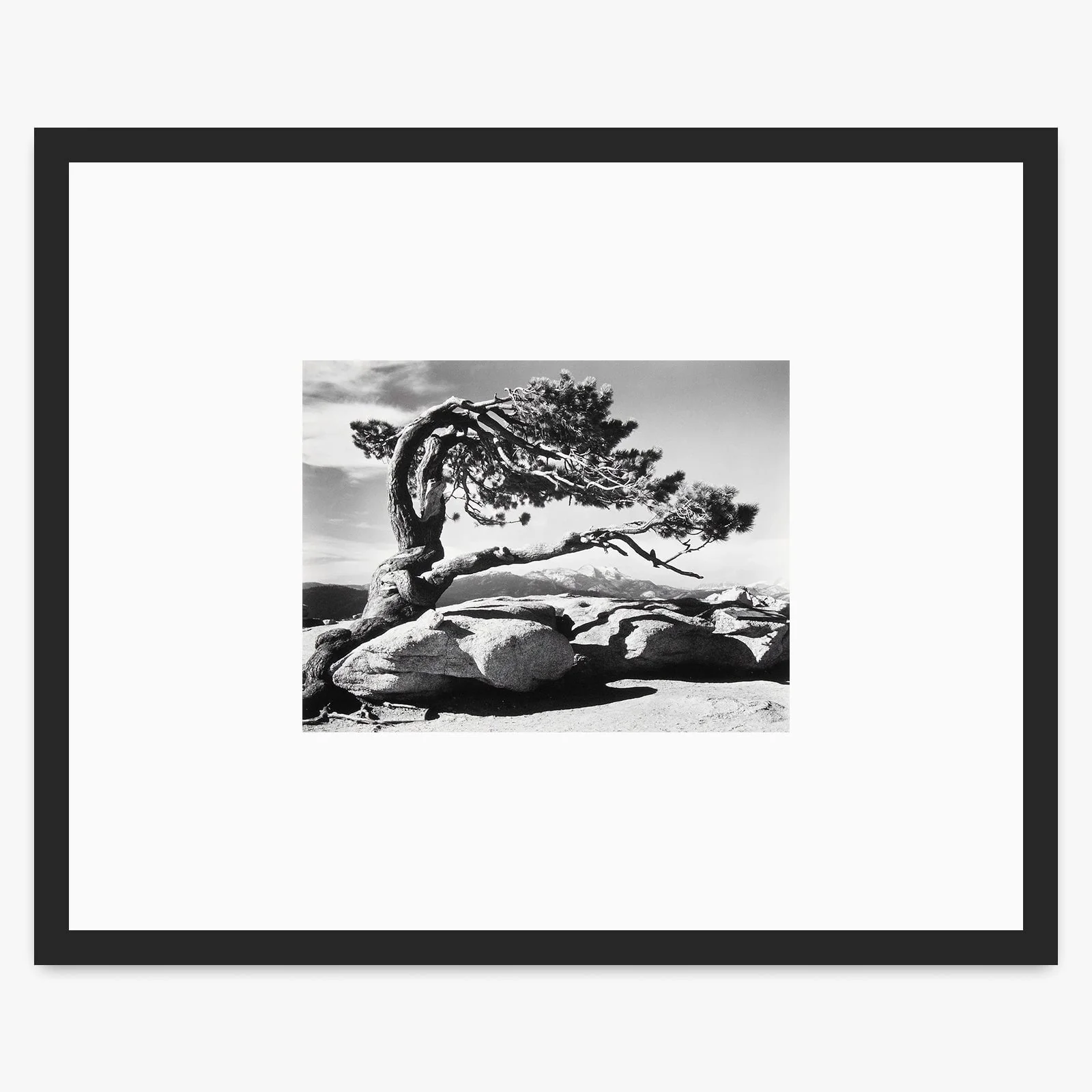 Jeffrey Pine, Sentinel Dome - Image 3