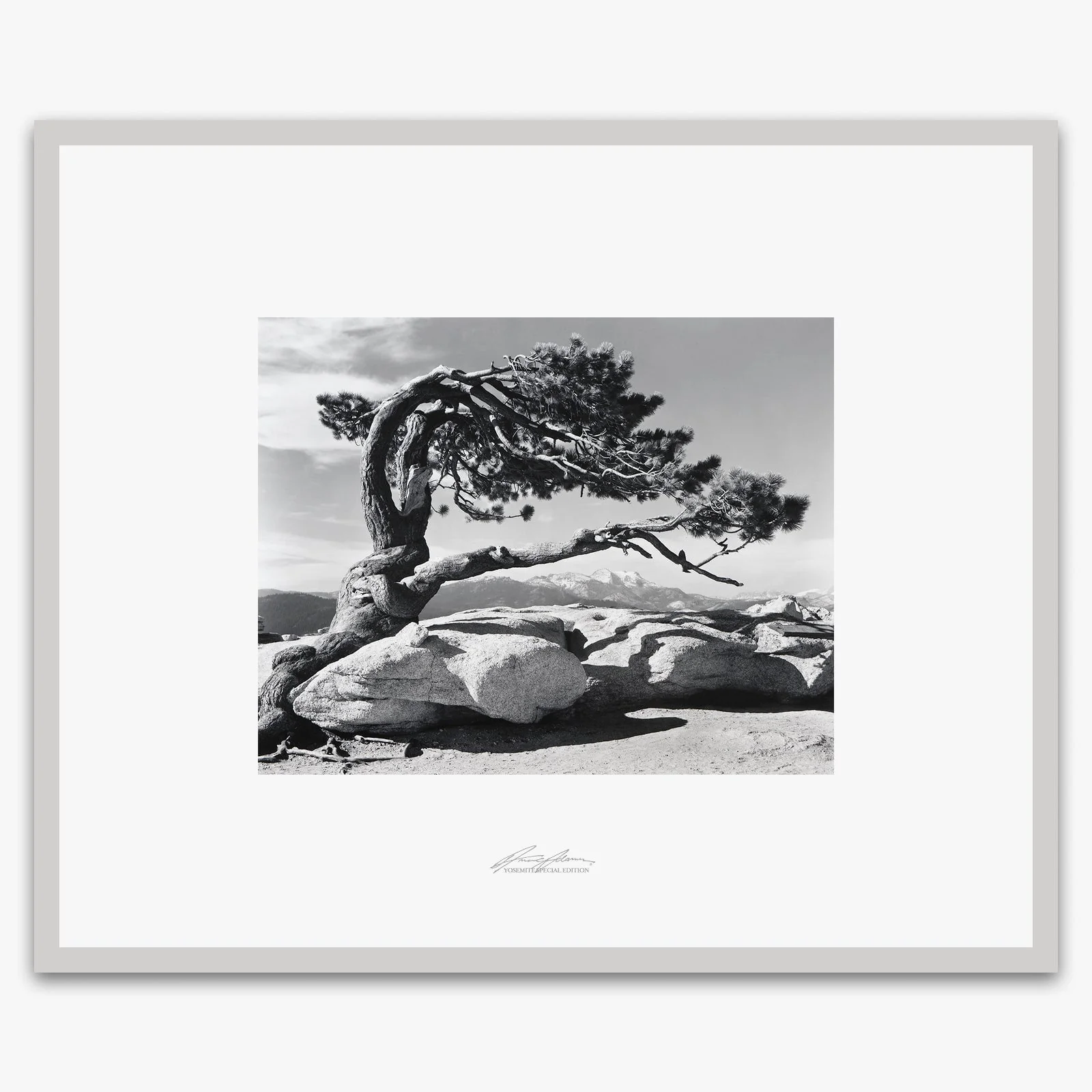 Jeffrey Pine, Sentinel Dome - Image 4