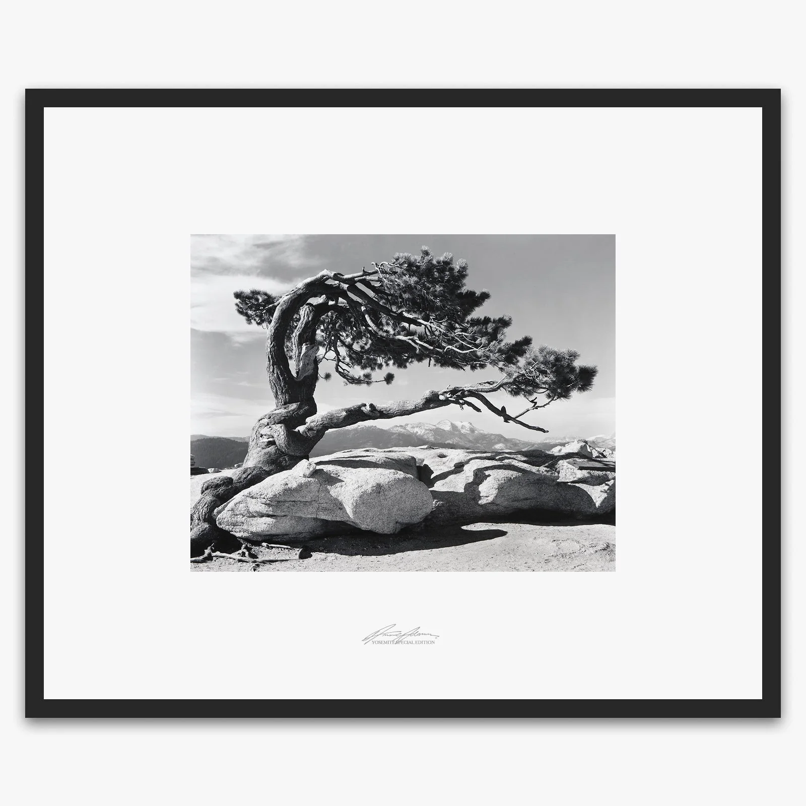 Jeffrey Pine, Sentinel Dome - Image 5