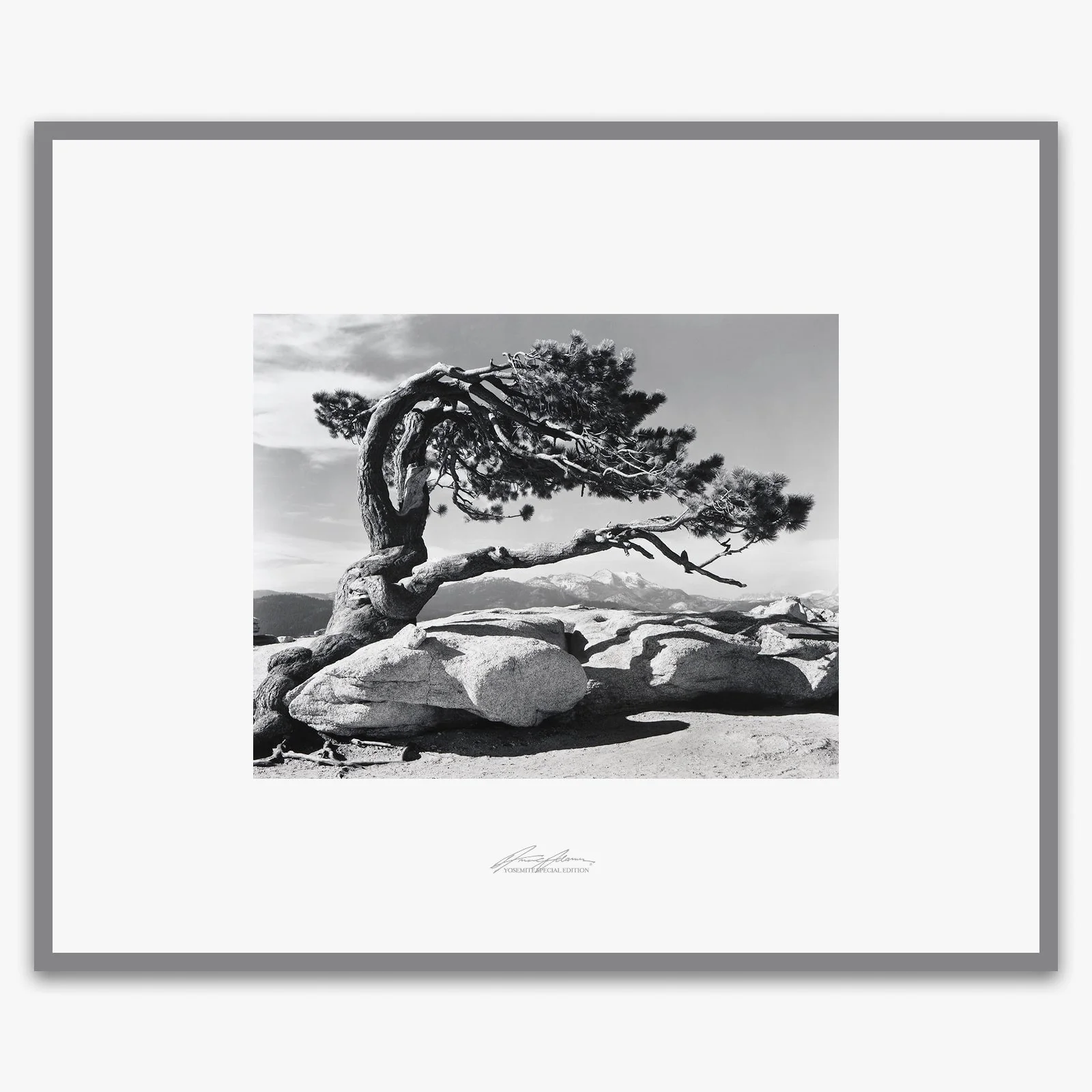 Jeffrey Pine, Sentinel Dome - Image 6