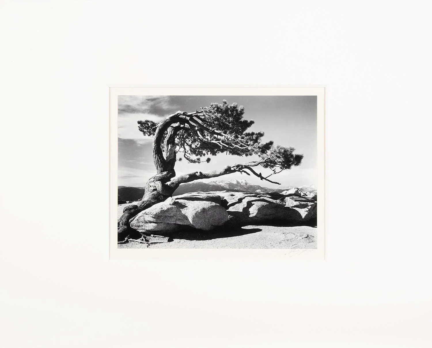 Jeffrey Pine - Signed Special Edition Photograph - Image 4