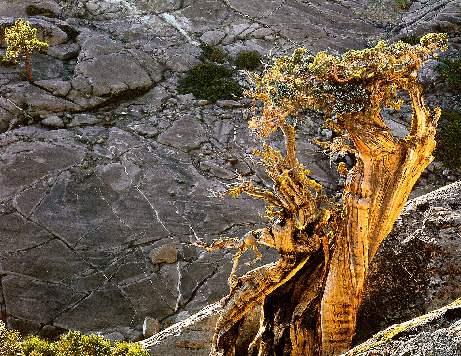 Twisted Juniper, Jack Main Canyon