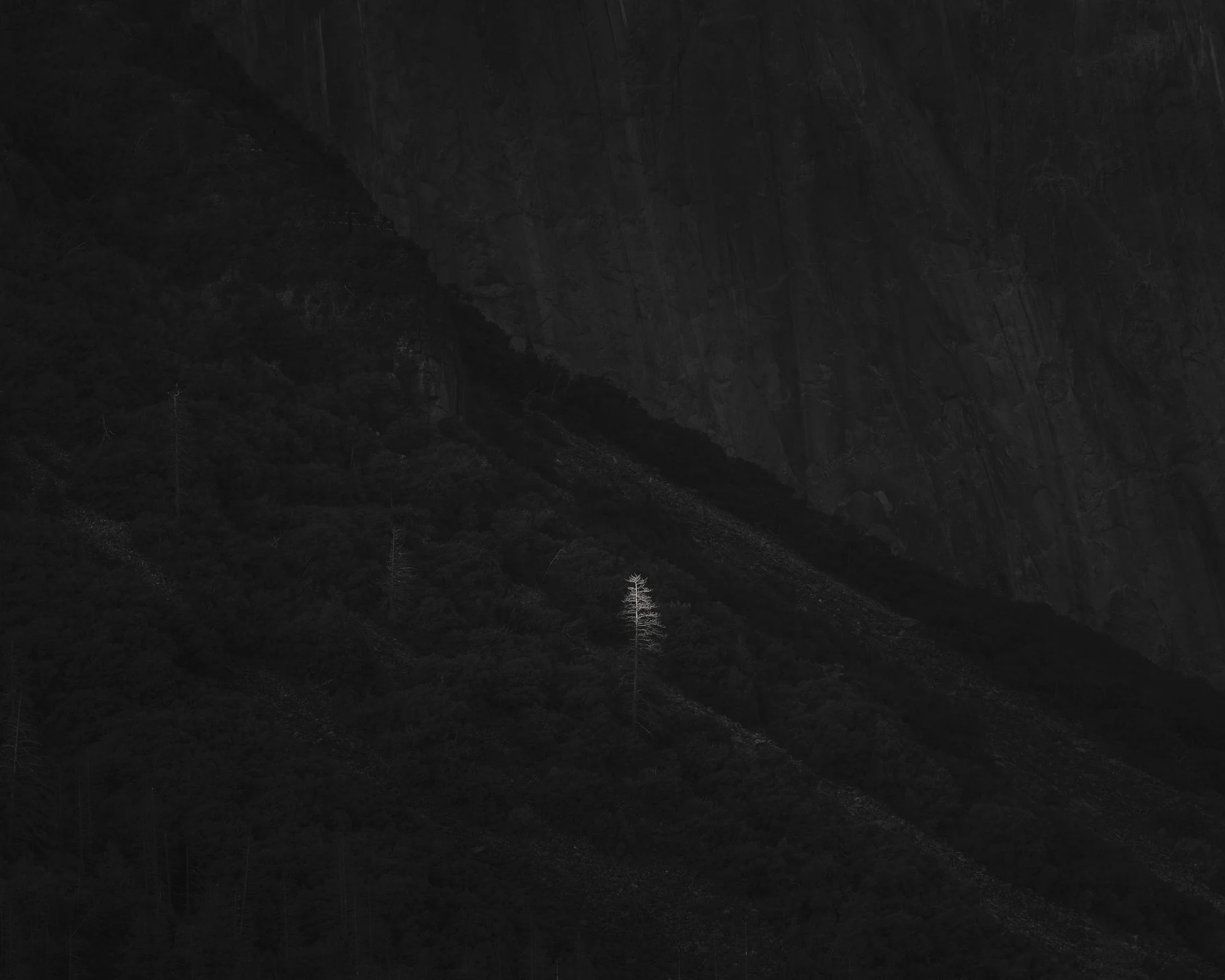 Last Light, Tree, Yosemite Valley, 2019