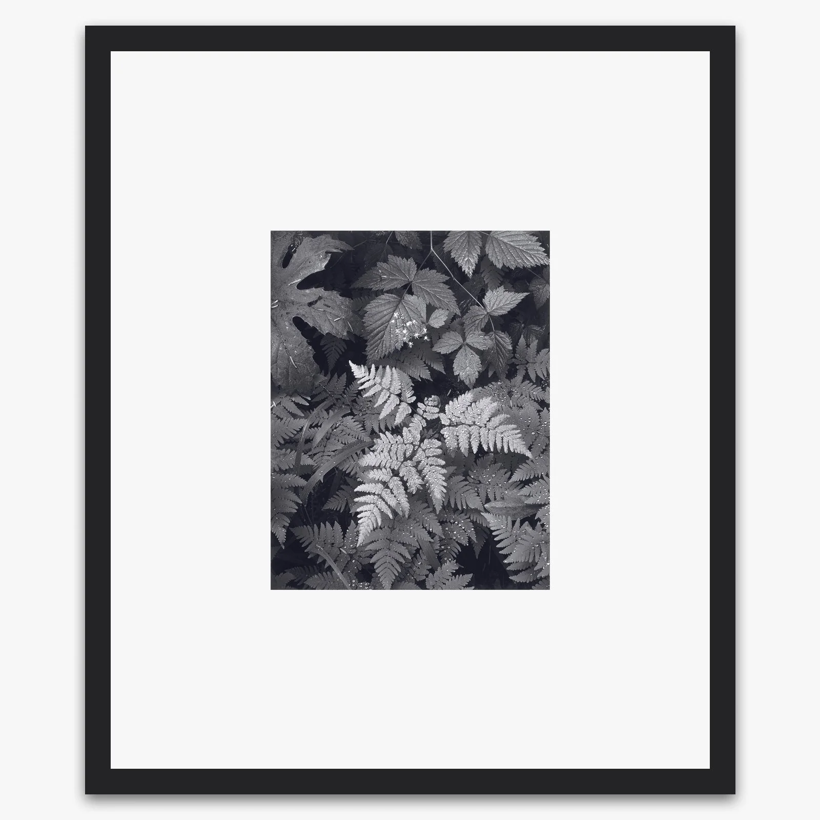 Leaves, Mt. Rainier - Image 3