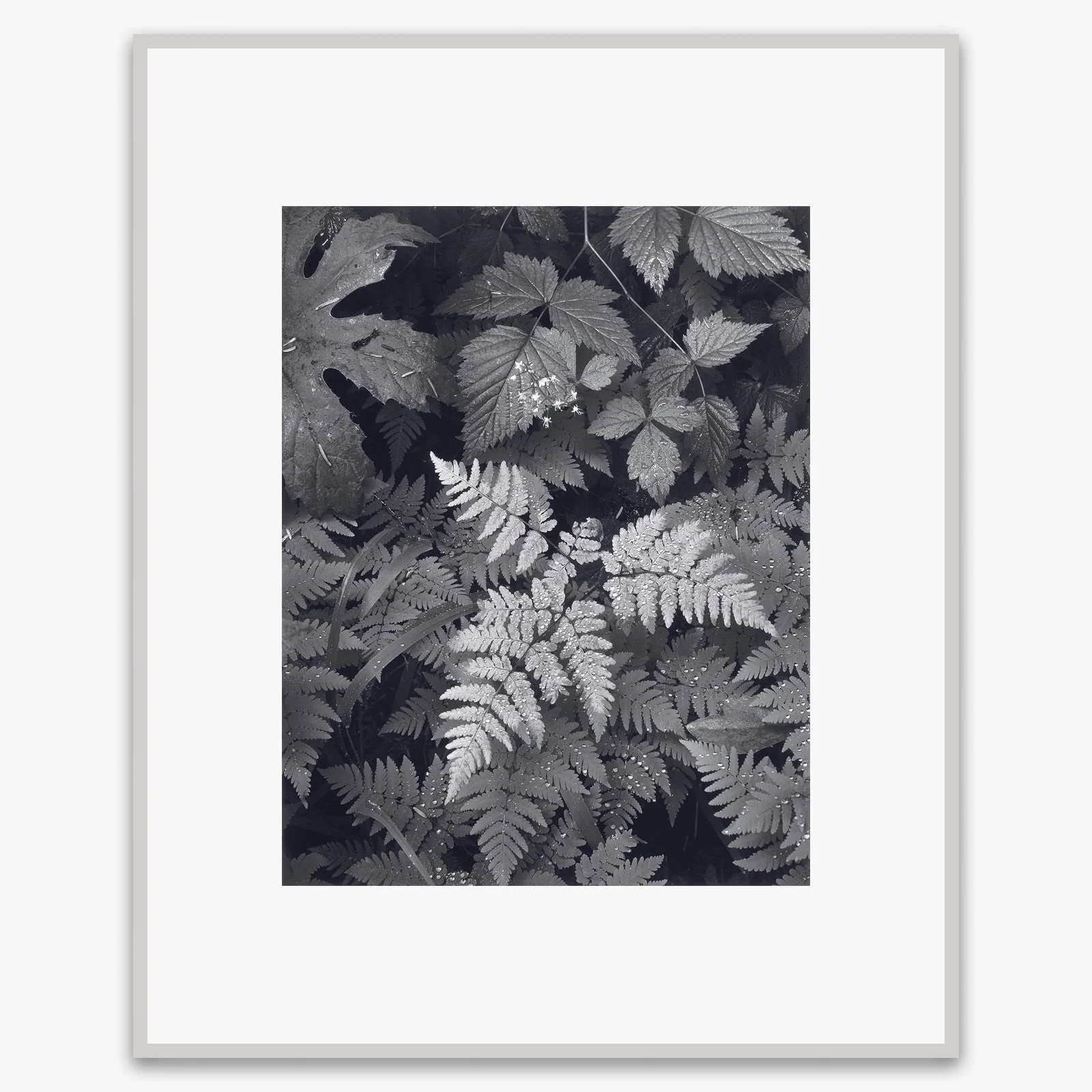 Leaves, Mt. Rainier - Image 4