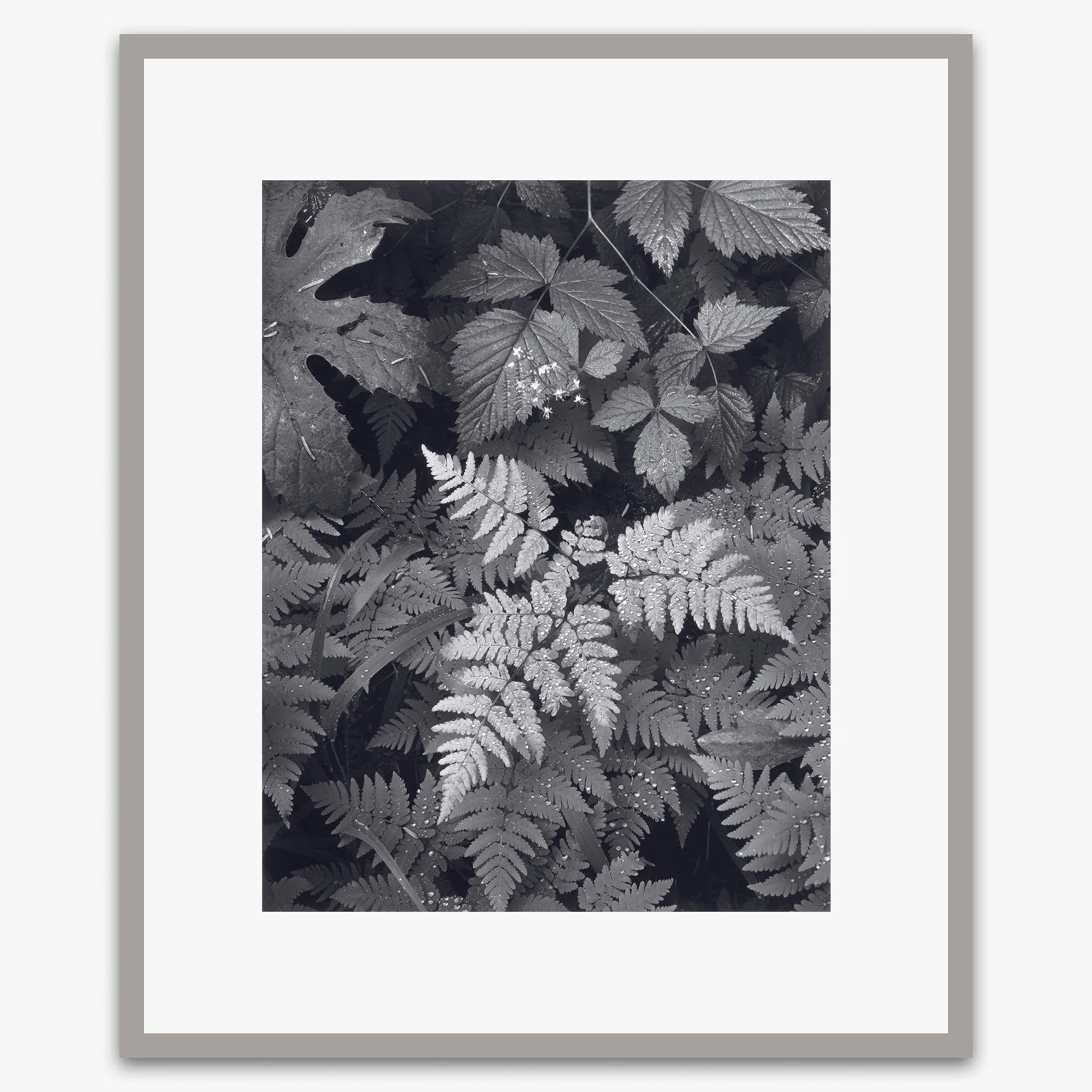 Leaves, Mt. Rainier - Image 5