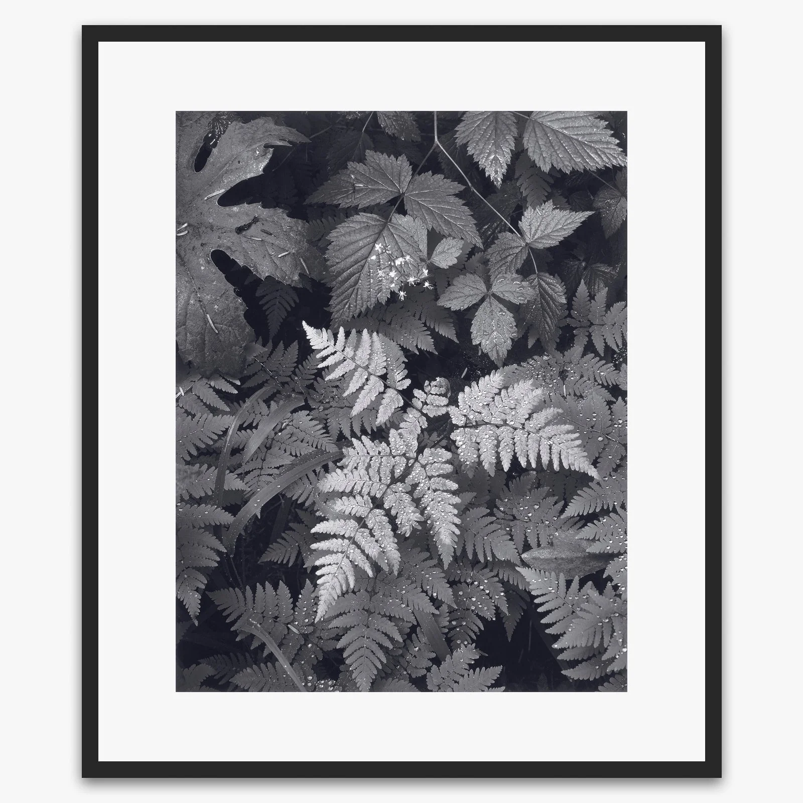 Leaves, Mt. Rainier - Image 6
