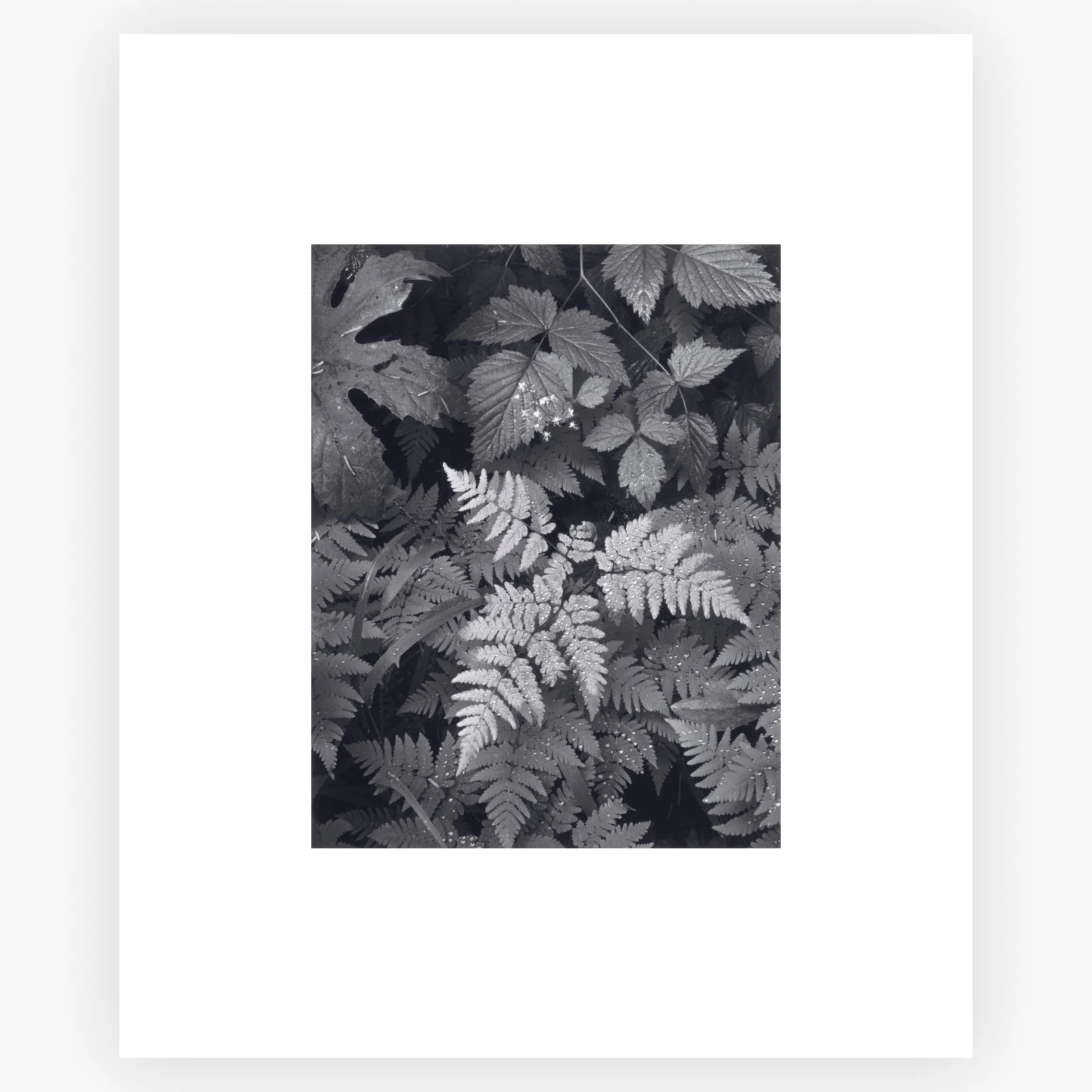 Leaves, Mt. Rainier - Image 7