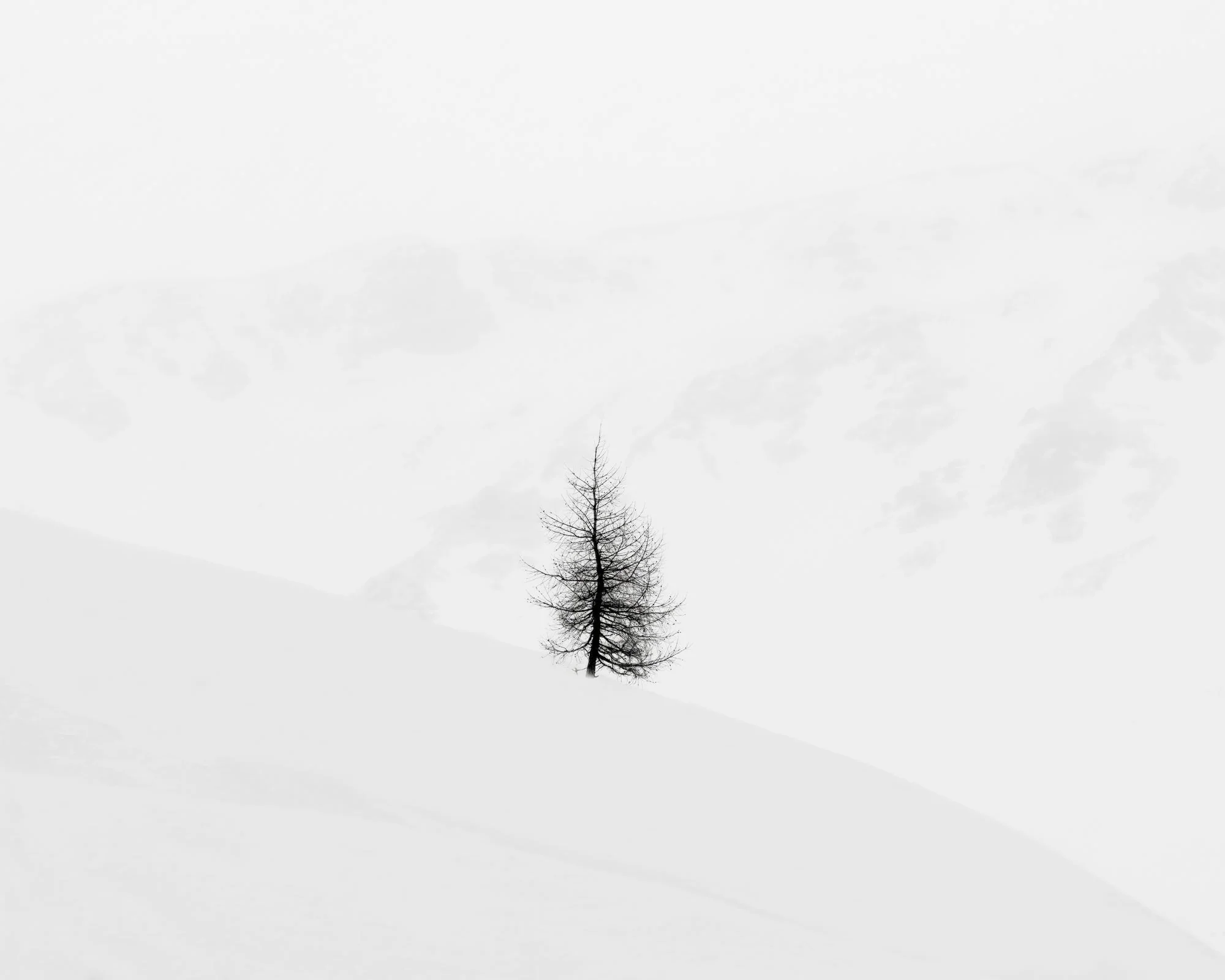 Lone Tree and Cliffs, Engadine Switzerland, 2020