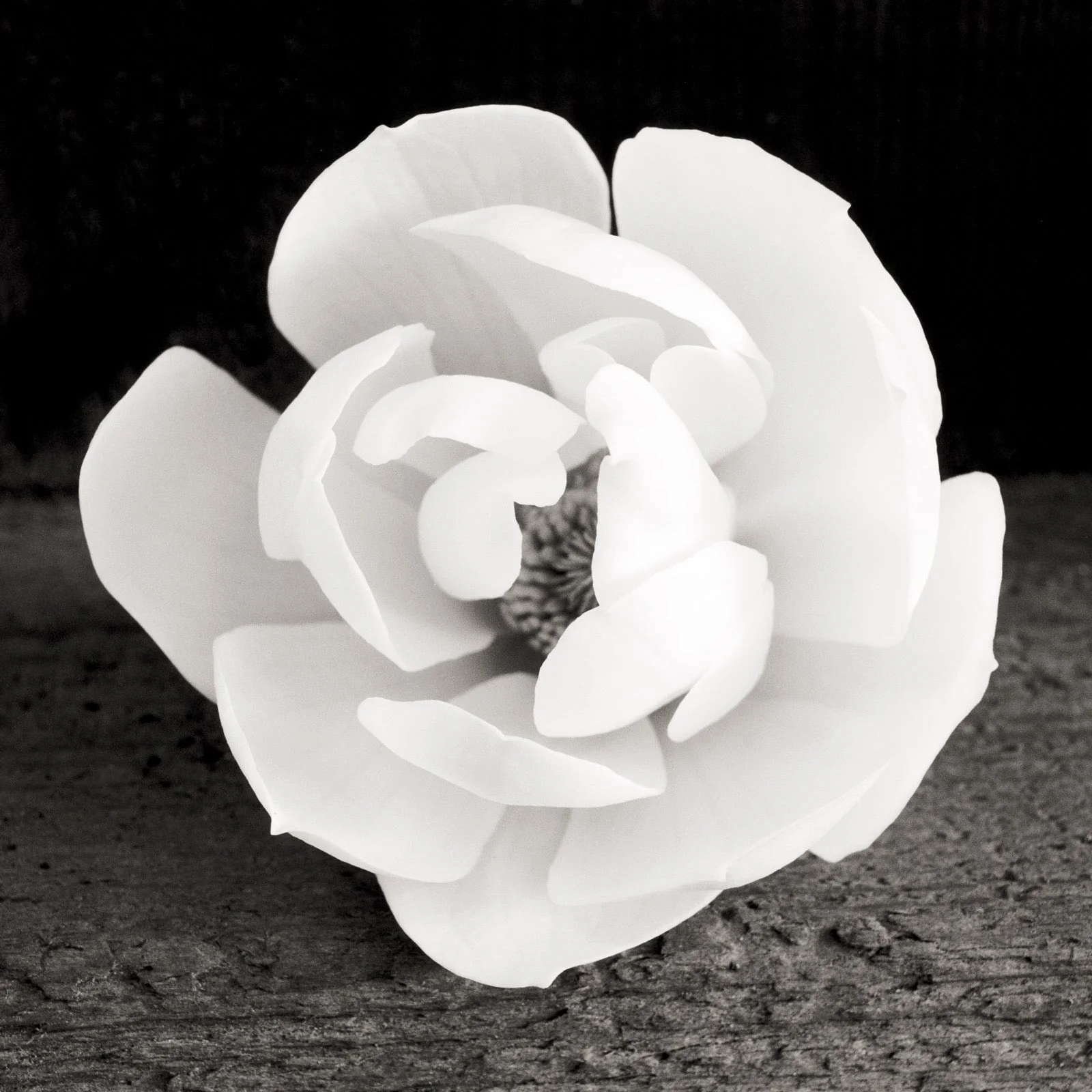 Magnolia
