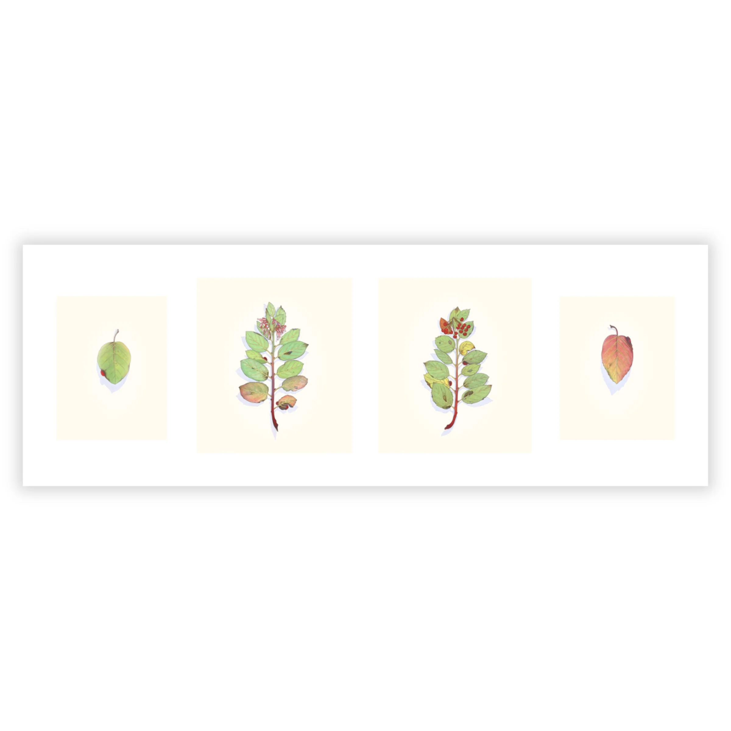 Manzanita in Four Seasons