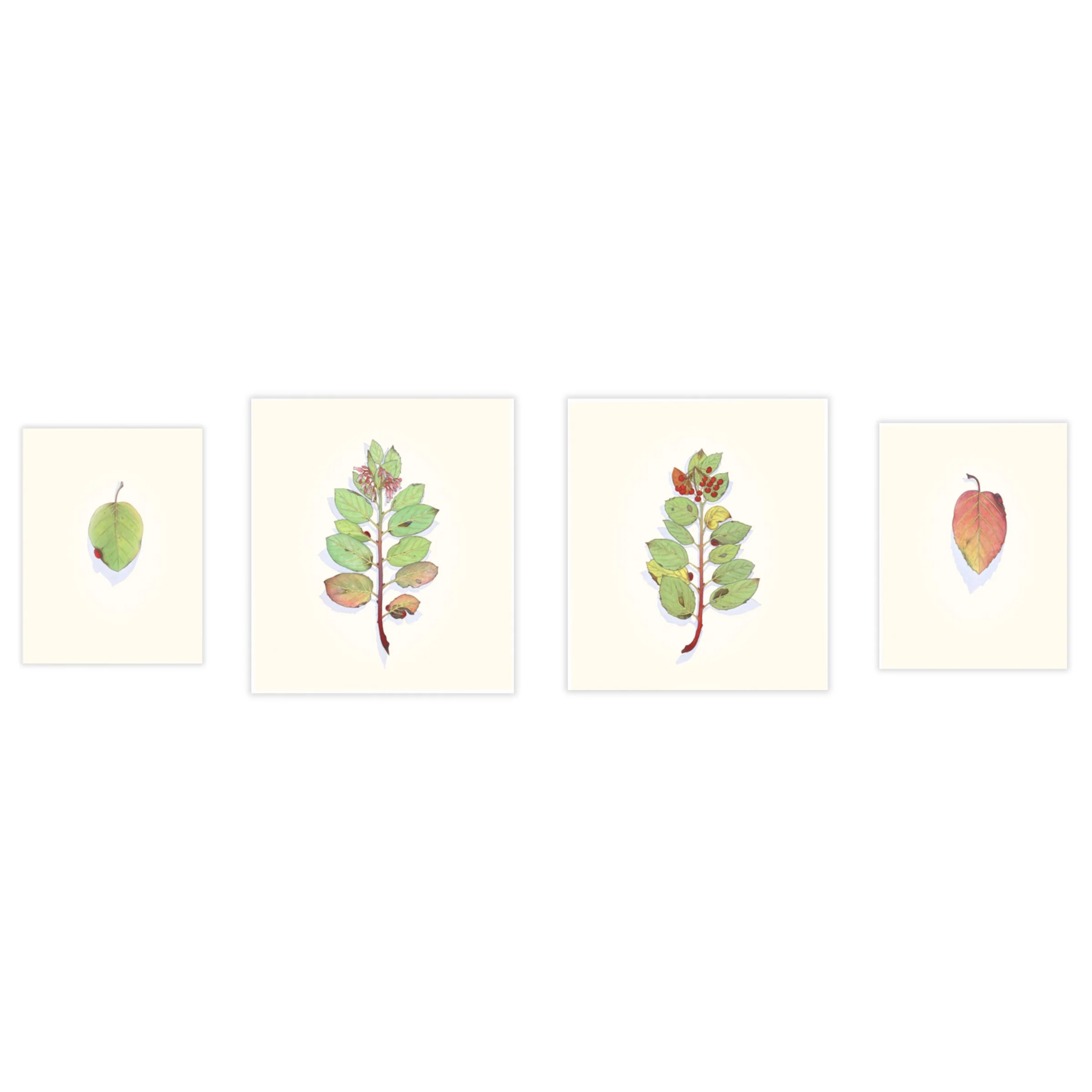 Manzanita in Four Seasons - Image 2