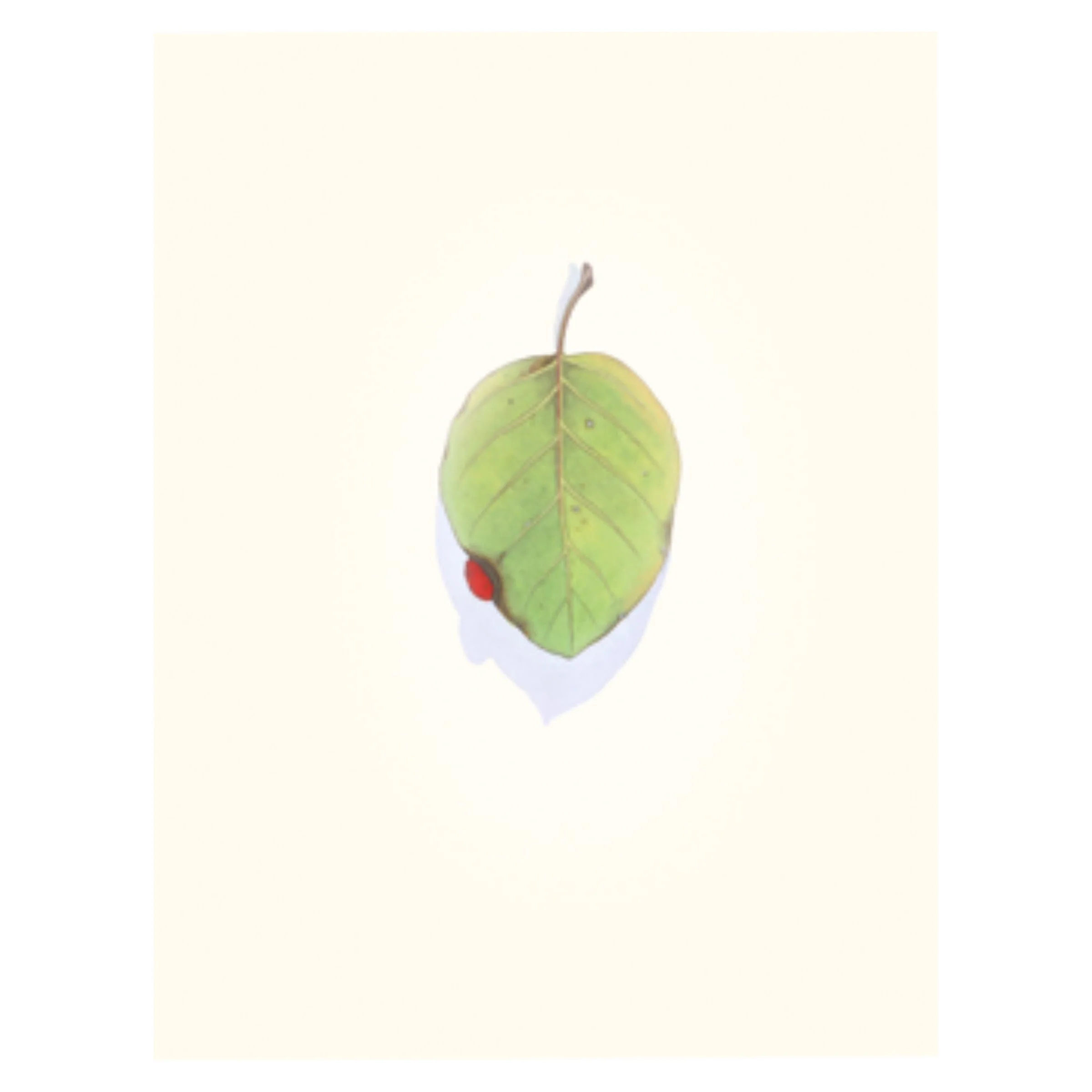 Manzanita in Four Seasons - Image 3