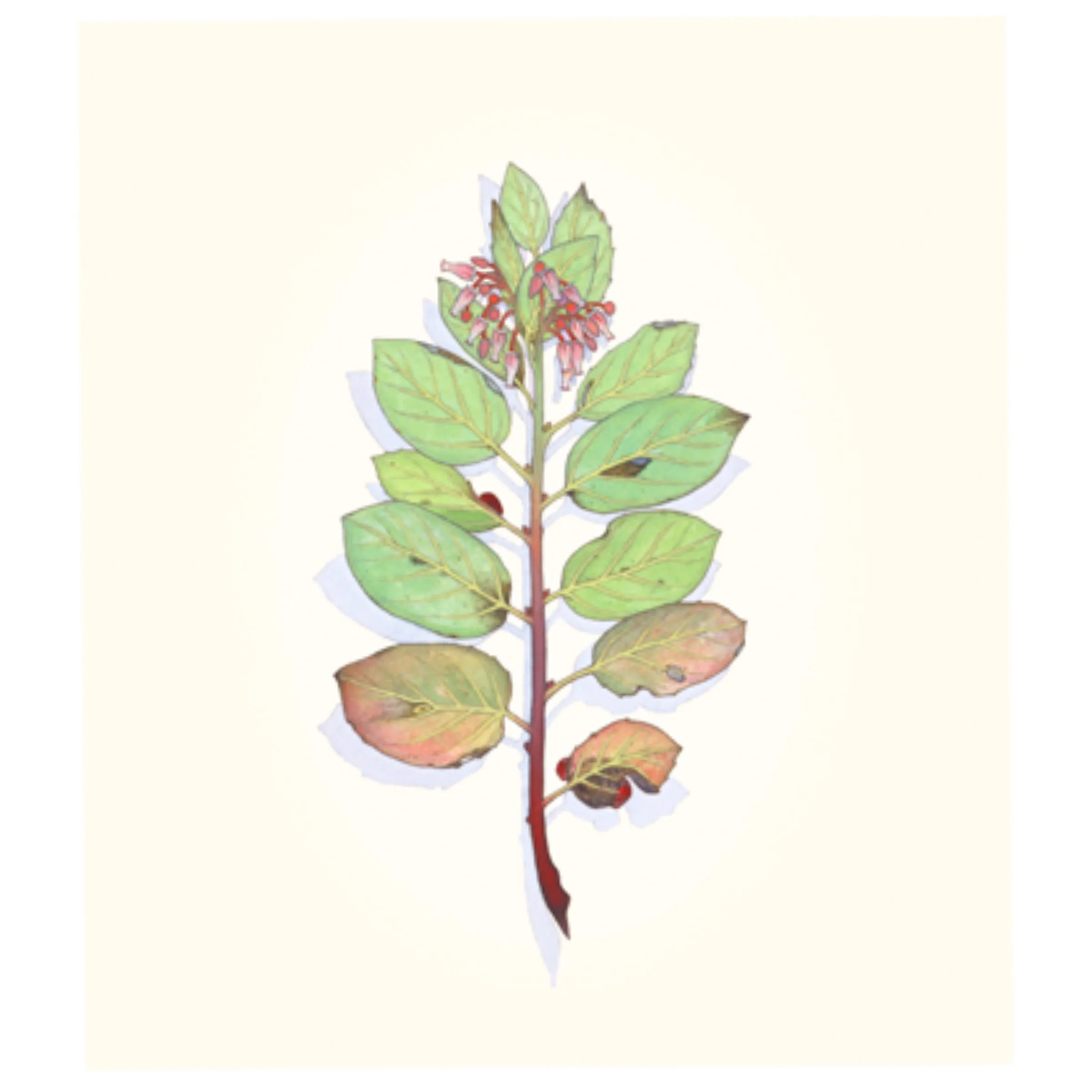 Manzanita in Four Seasons - Image 4