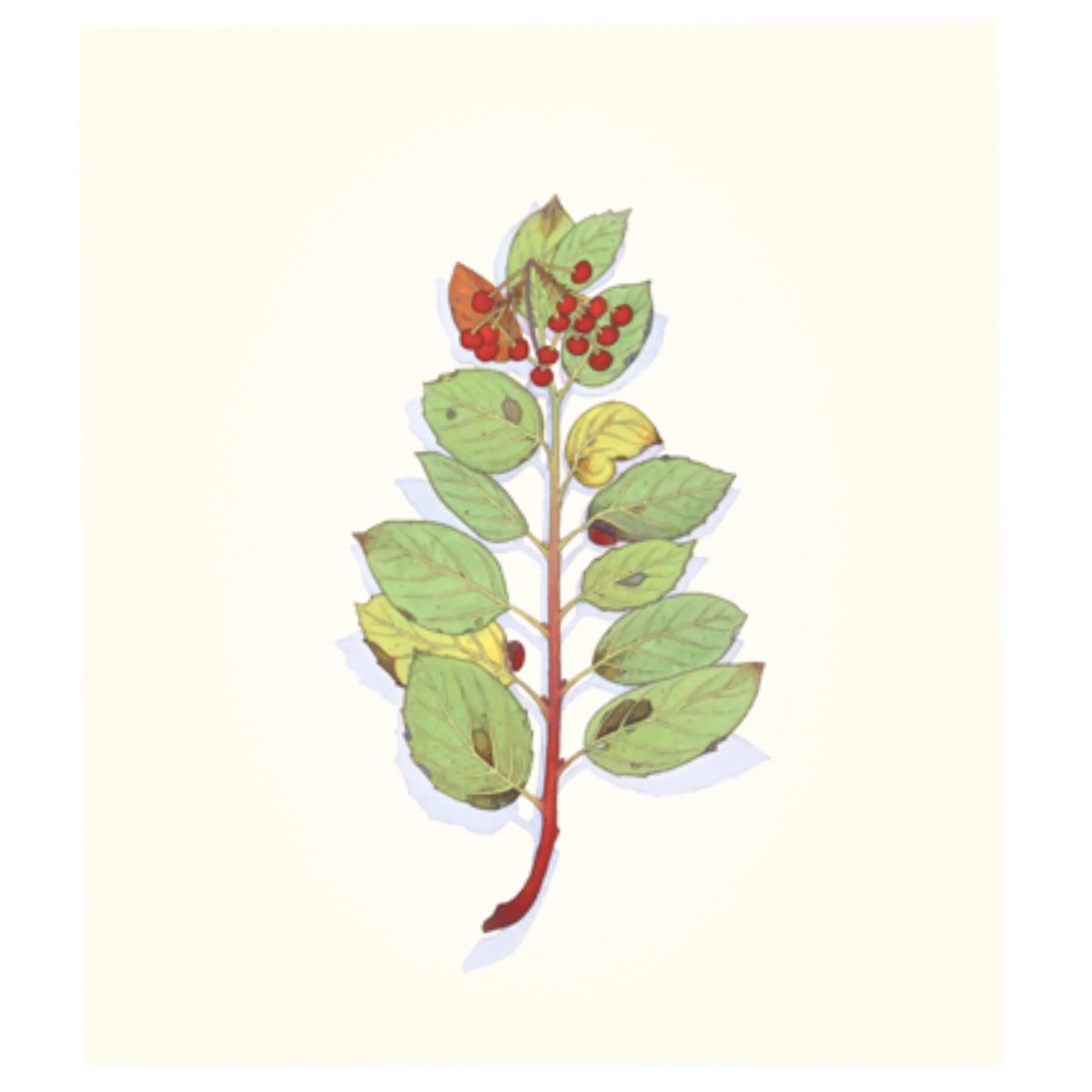 Manzanita in Four Seasons - Image 5