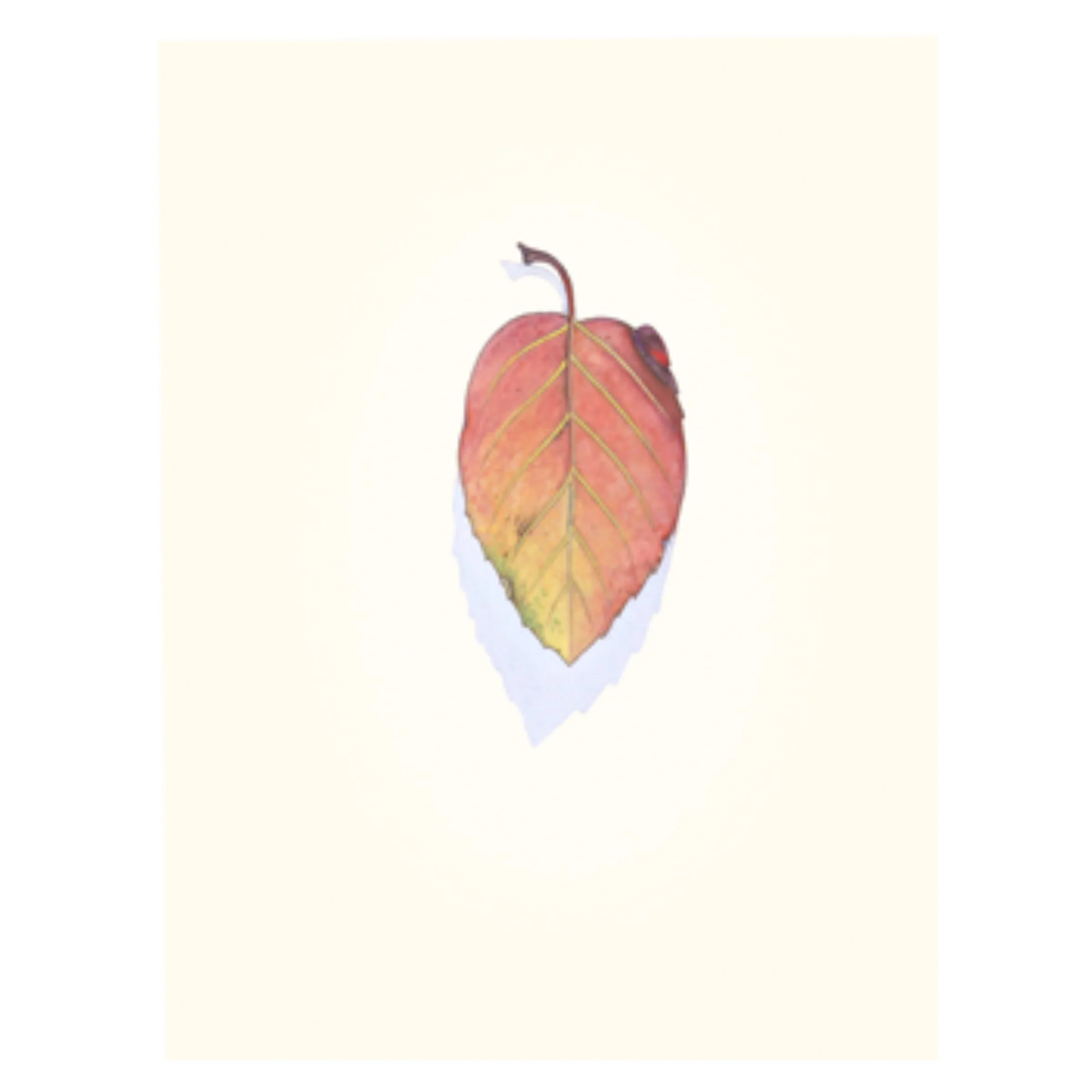 Manzanita in Four Seasons - Image 6