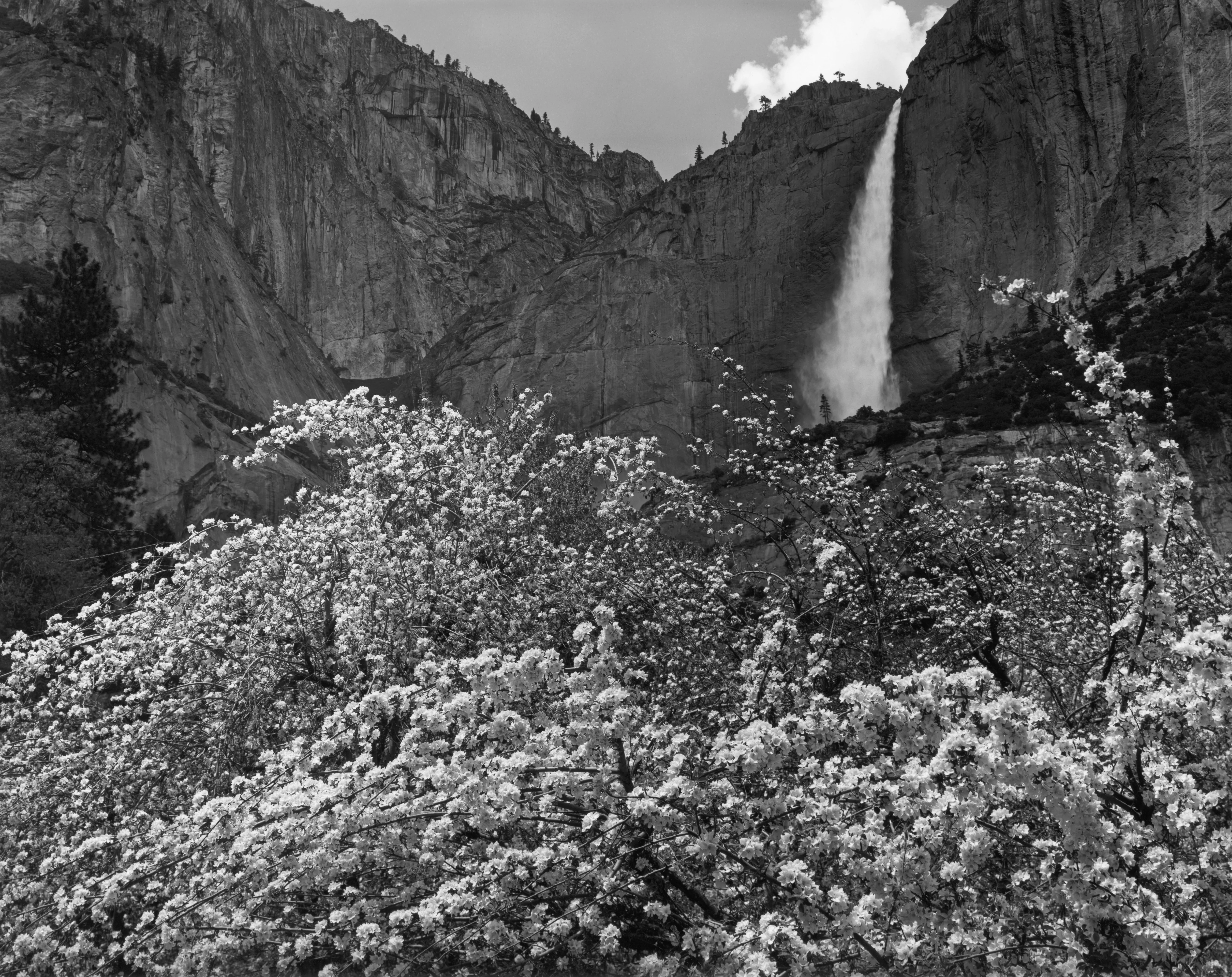 Yosemite Falls and Apple Blossoms