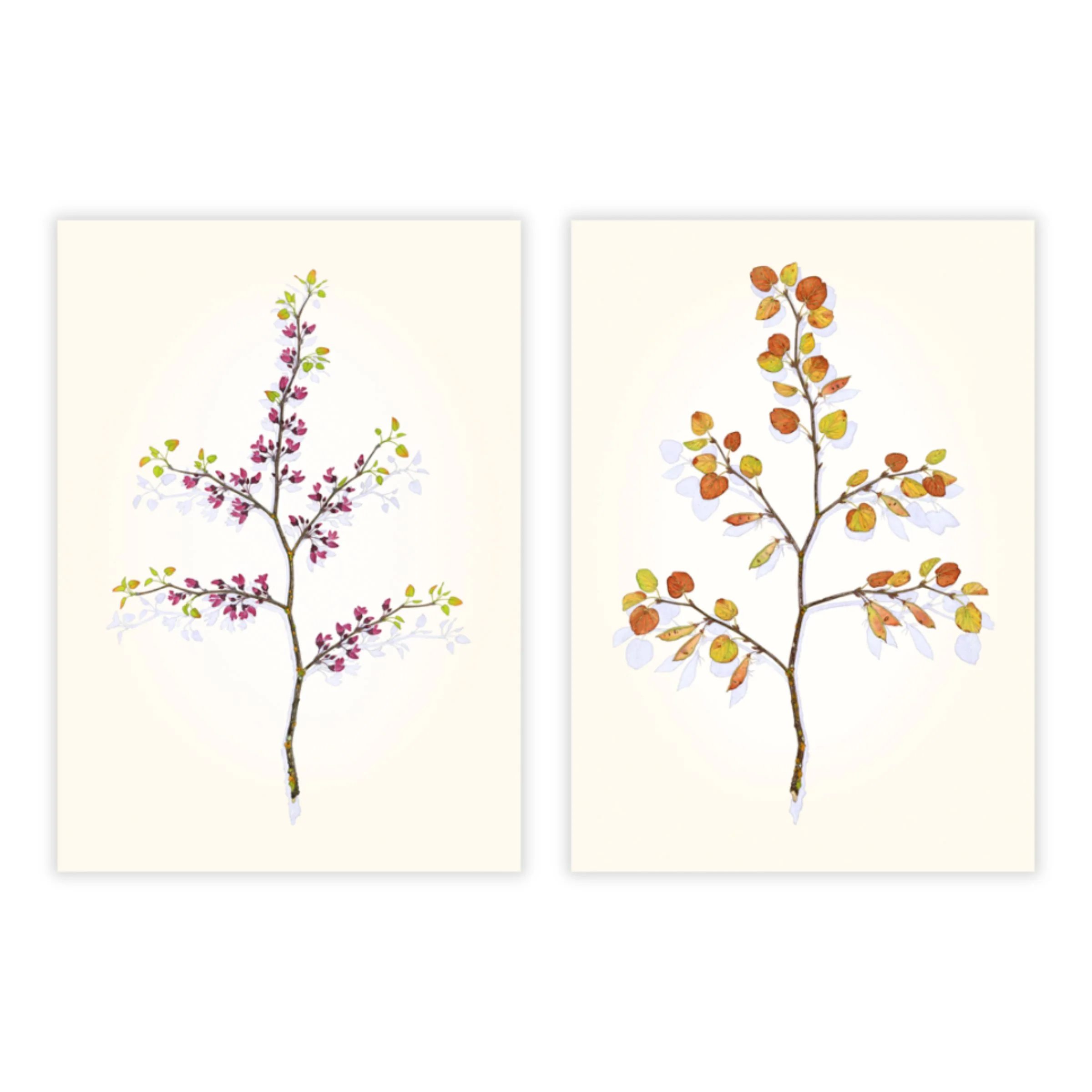 Mirror Image: Western Redbud, Early Fall - Image 2