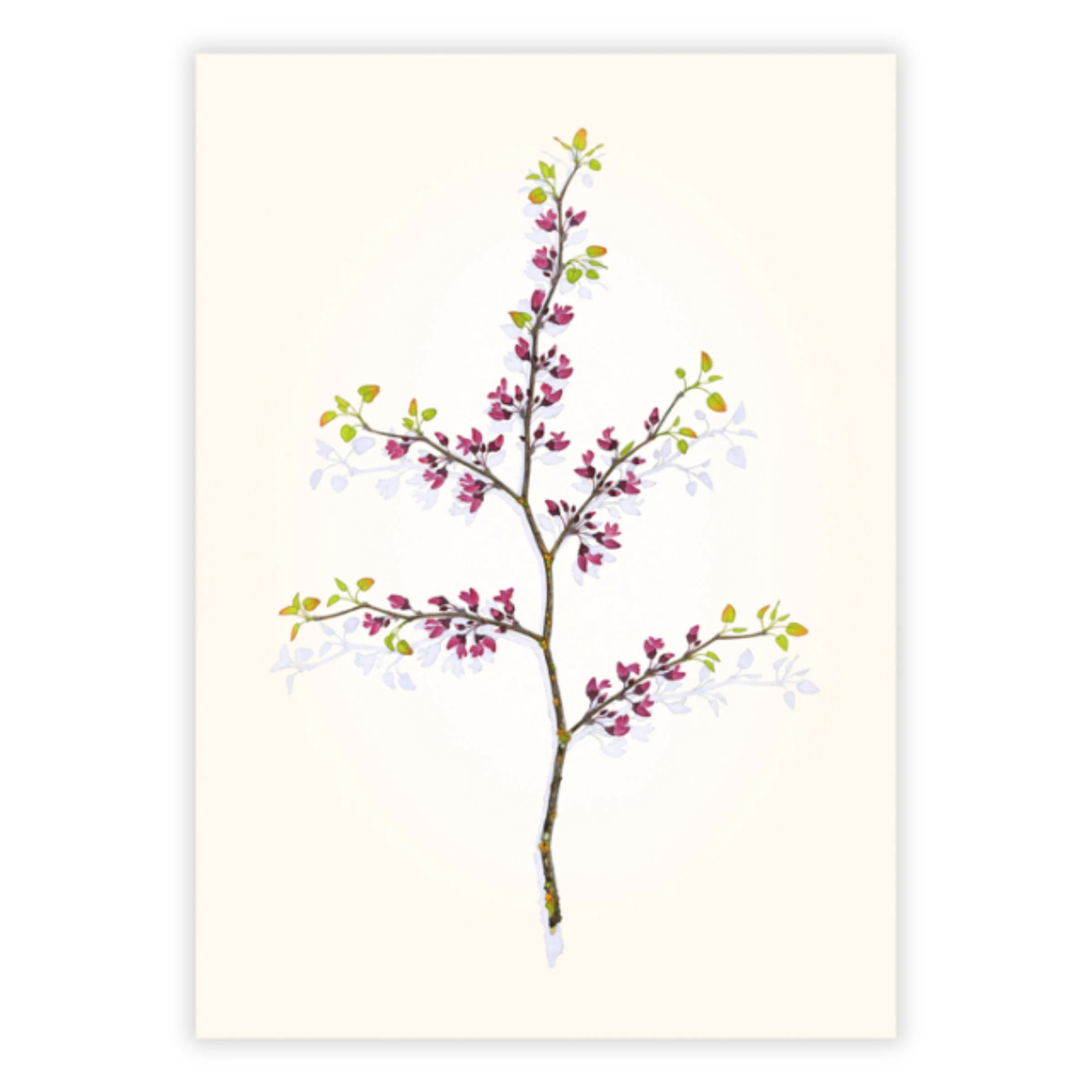 Mirror Image: Western Redbud, Early Spring
