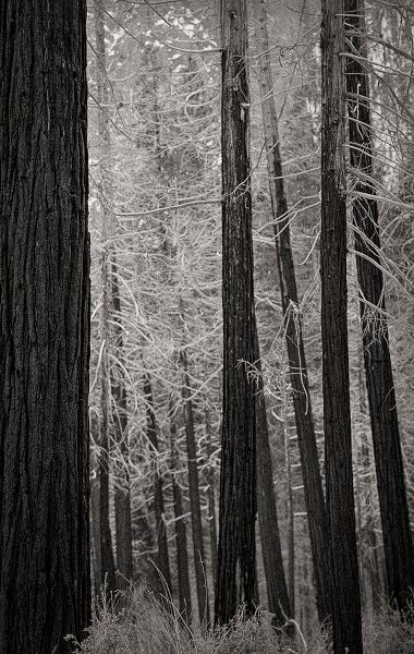 Modern Photogravure Printing - Image 6