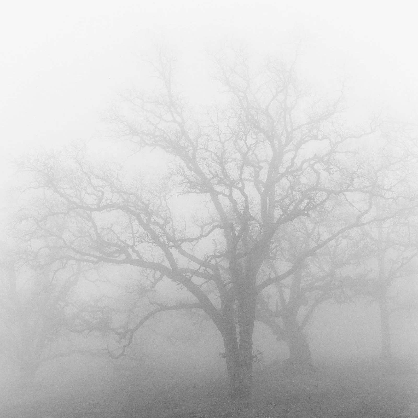 Oak in Morning Fog