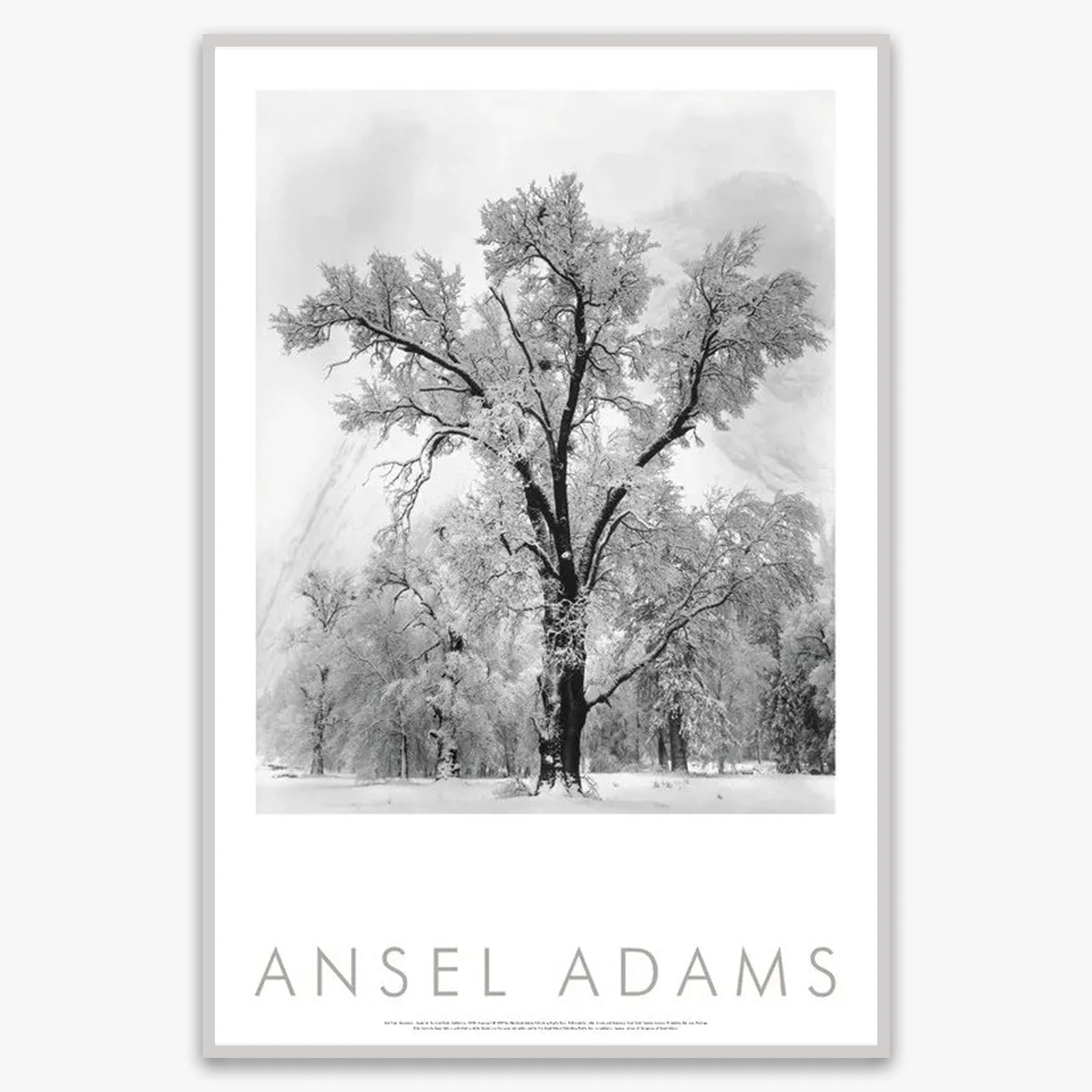 Oak Tree, Snowstorm - Image 3