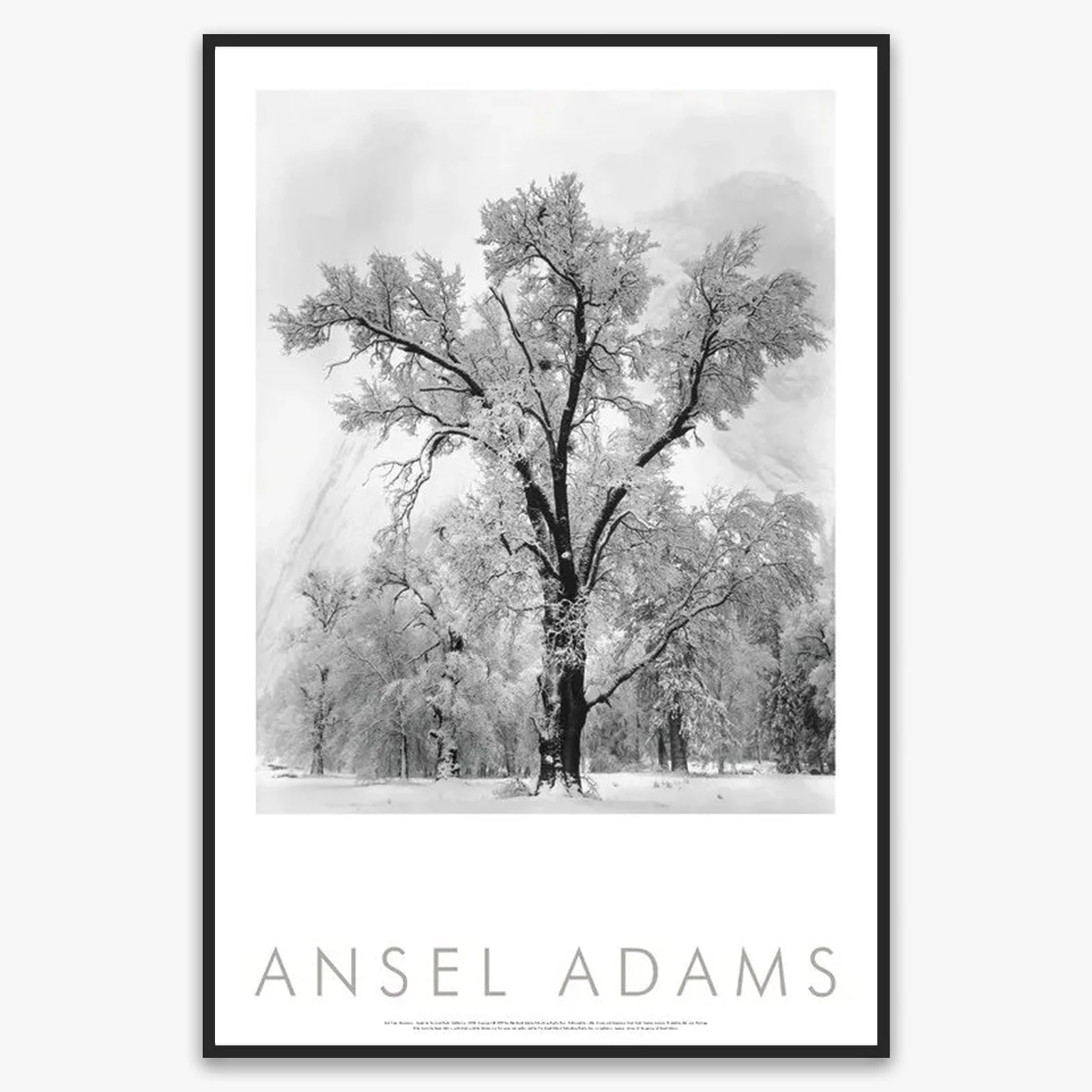 Oak Tree, Snowstorm - Image 4