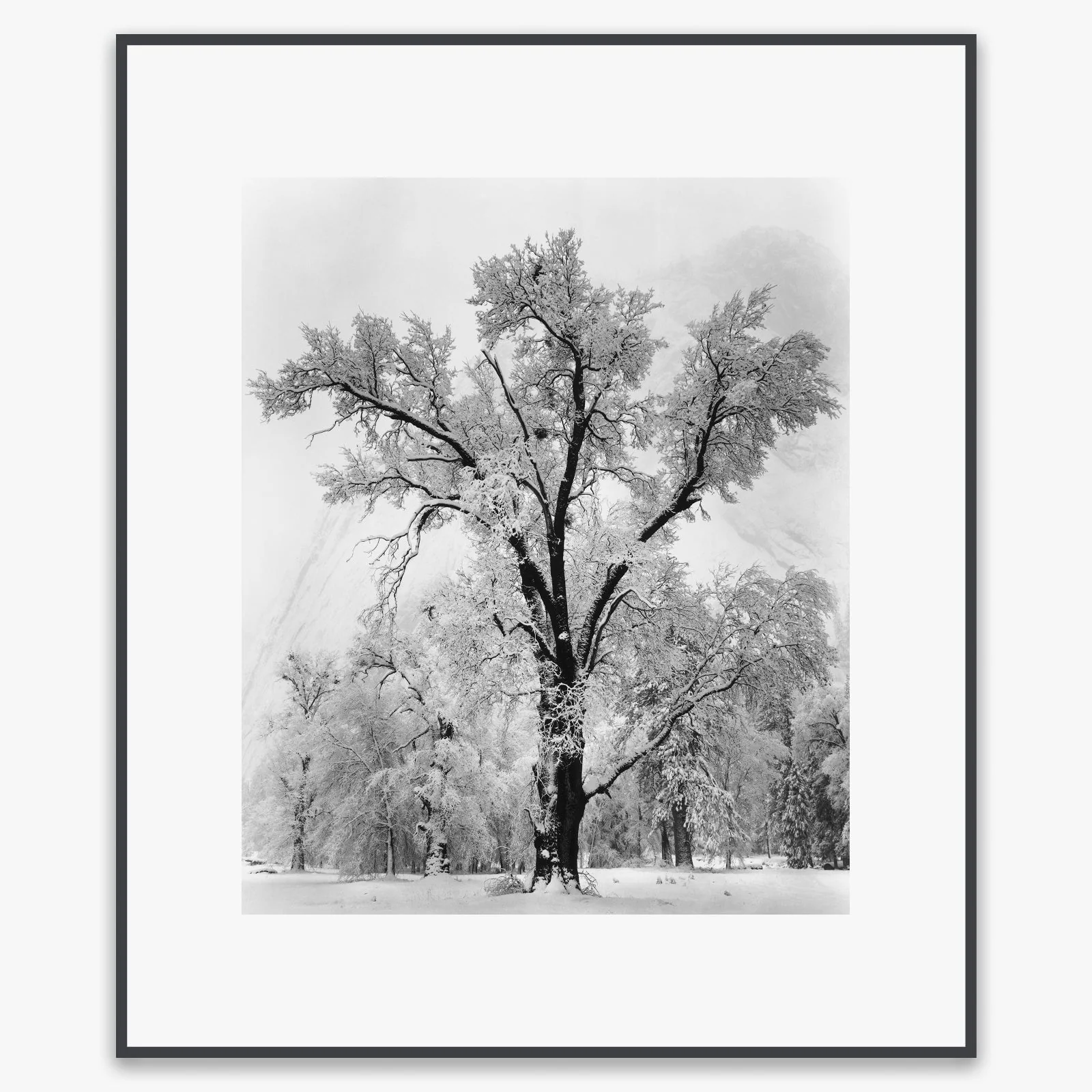 Oak Tree, Snowstorm - Image 5