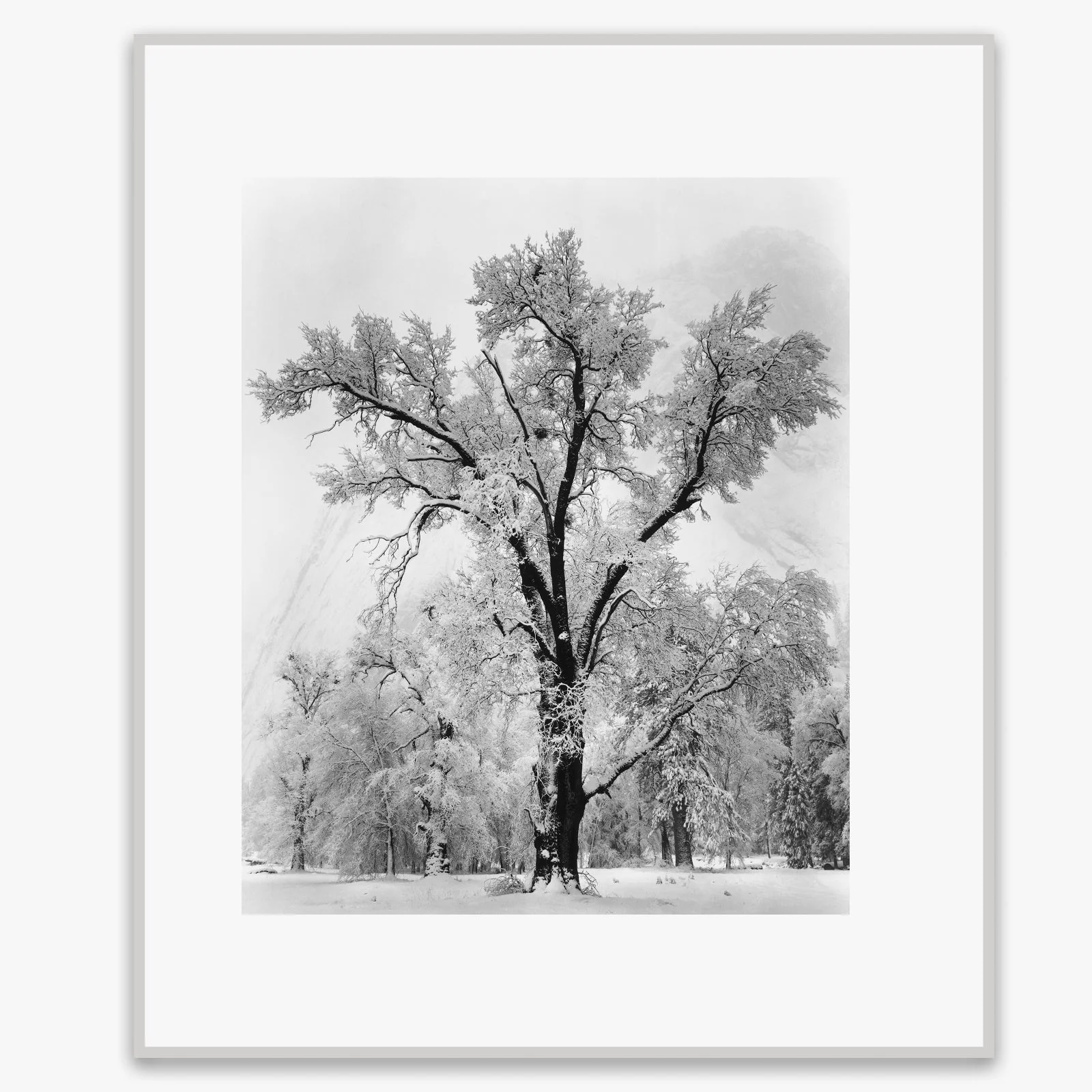 Oak Tree, Snowstorm - Image 6