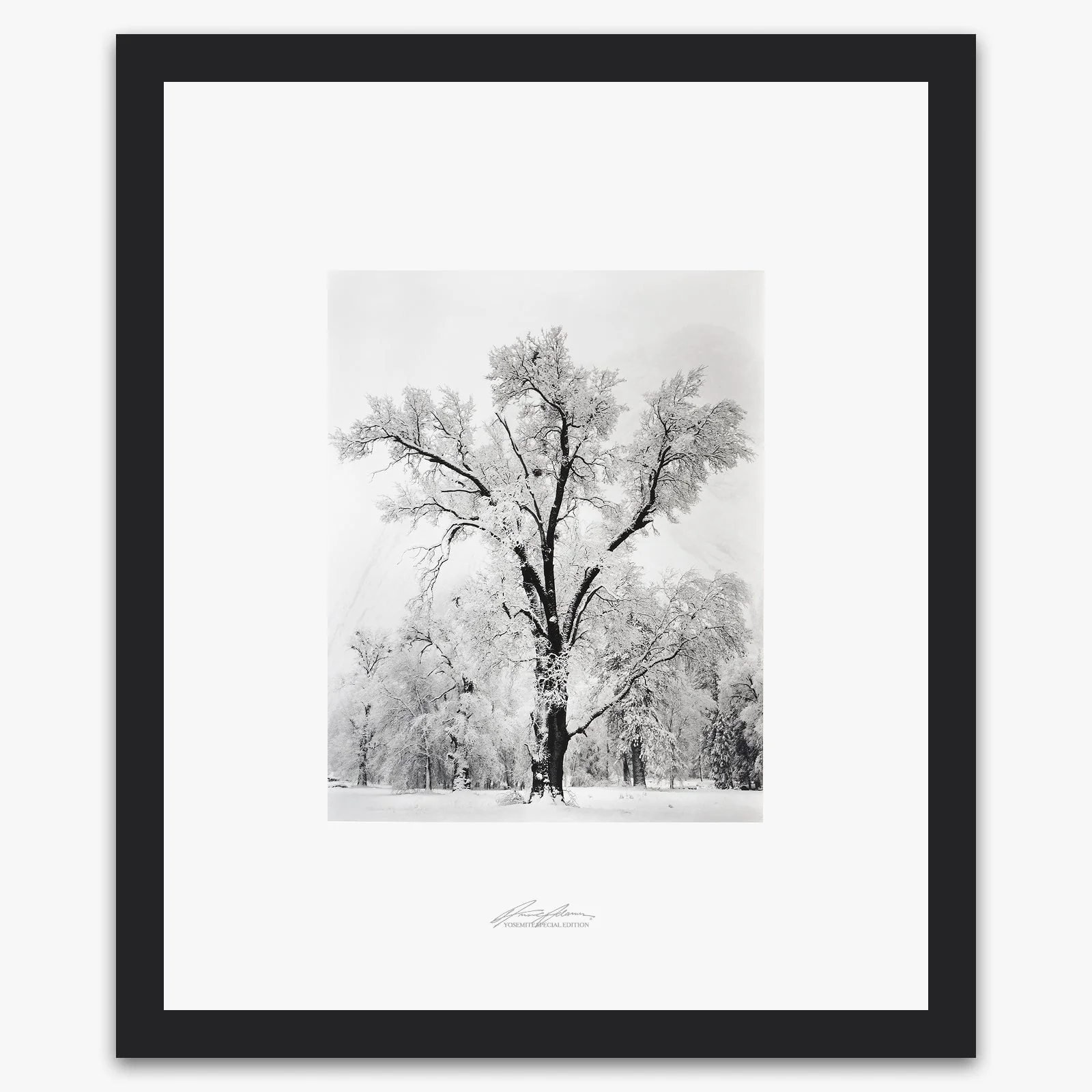 Oak Tree, Snowstorm - Image 3