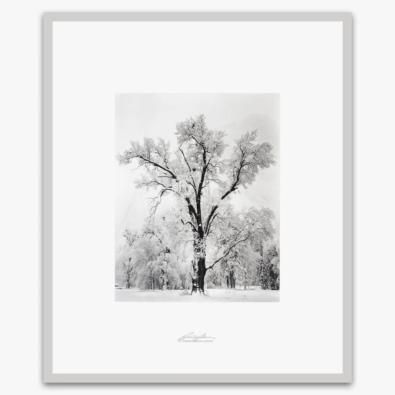 Oak Tree, Snowstorm - Image 4