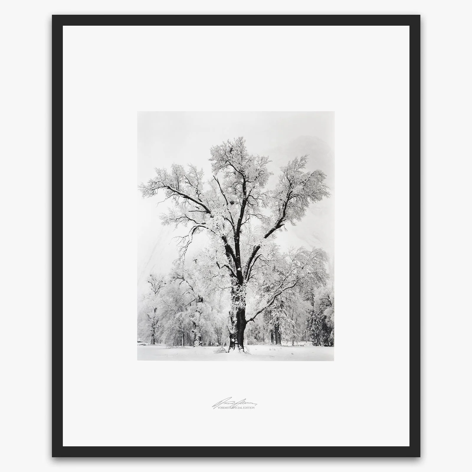 Oak Tree, Snowstorm - Image 5
