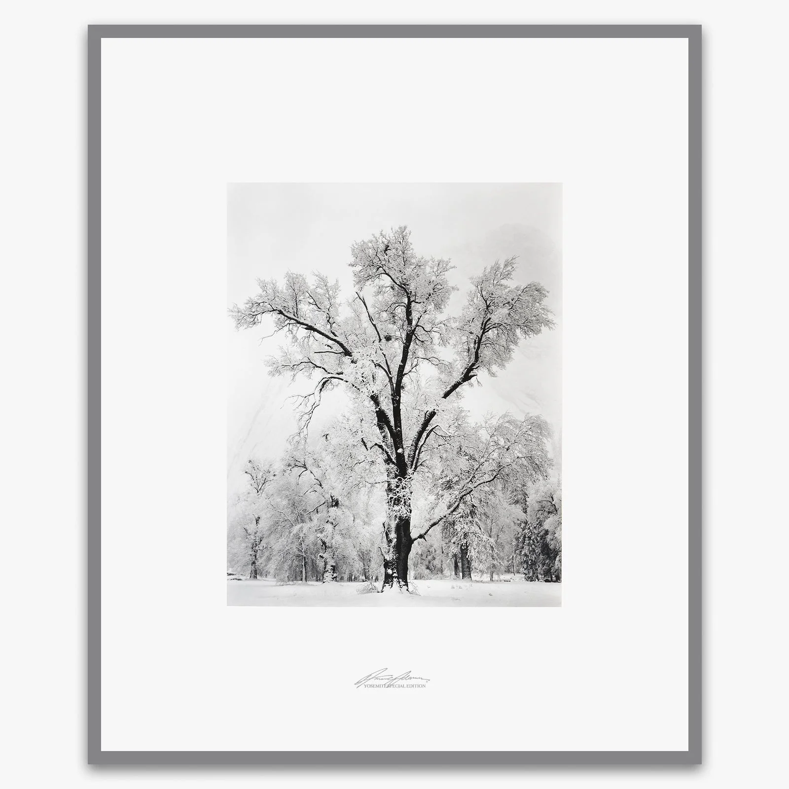 Oak Tree, Snowstorm - Image 6