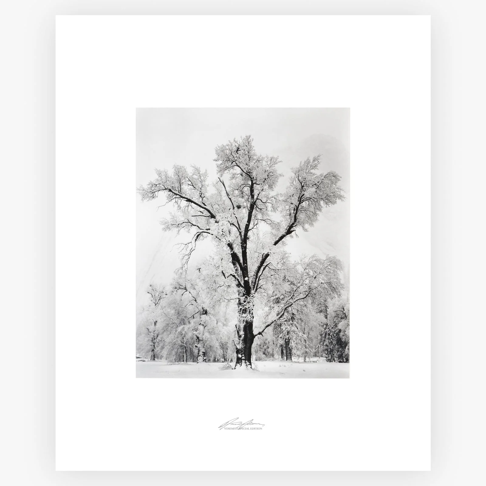 Oak Tree, Snowstorm - Image 7