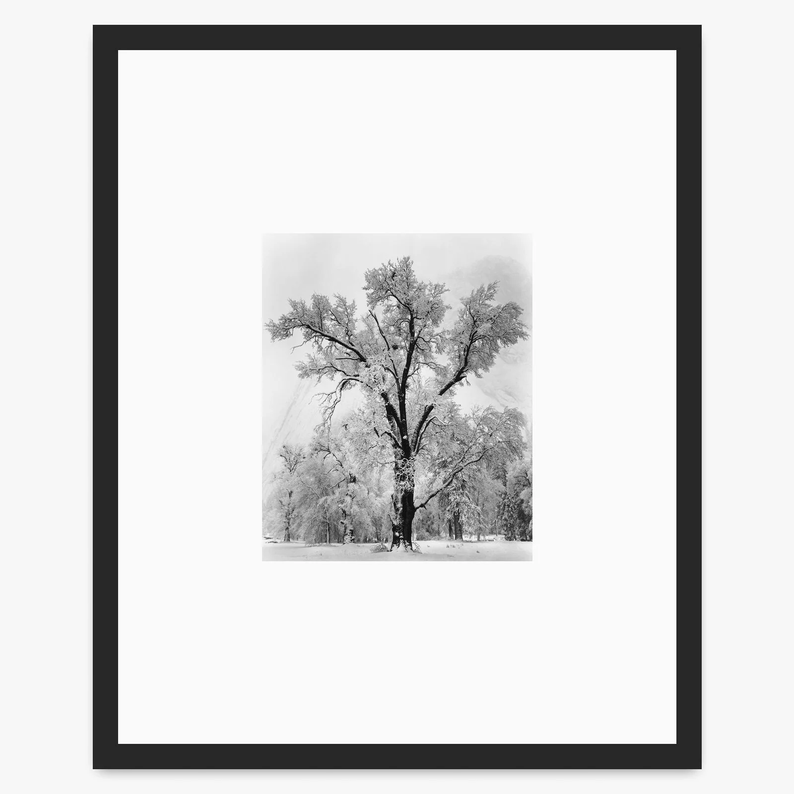 Oak Tree, Snowstorm - Image 3