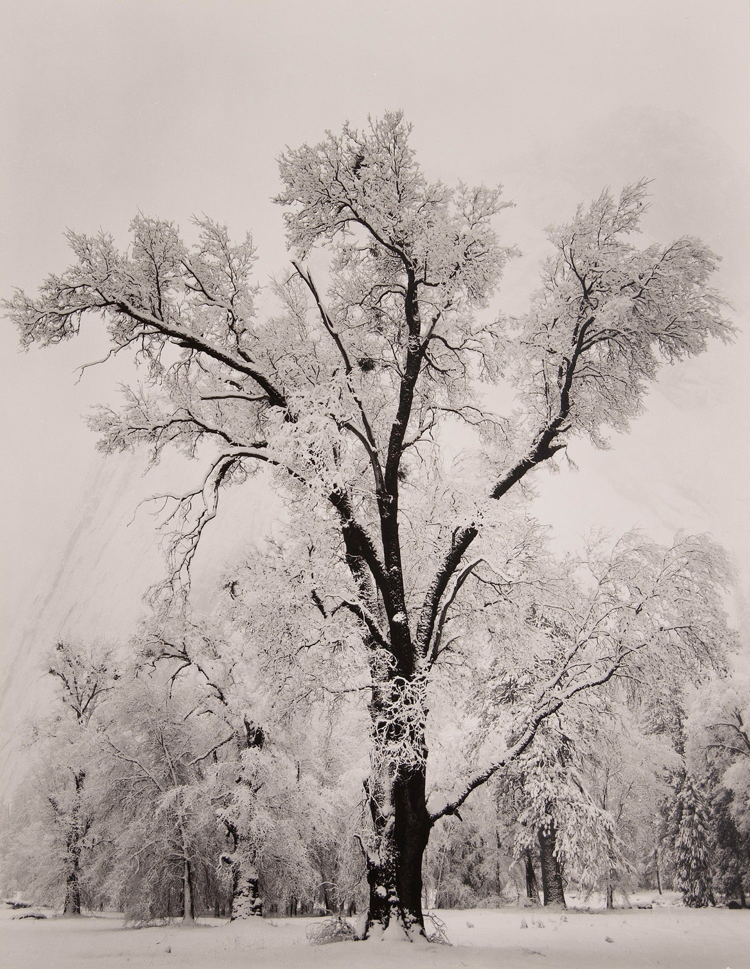 Oak Tree, Snowstorm - Signed Special Edition