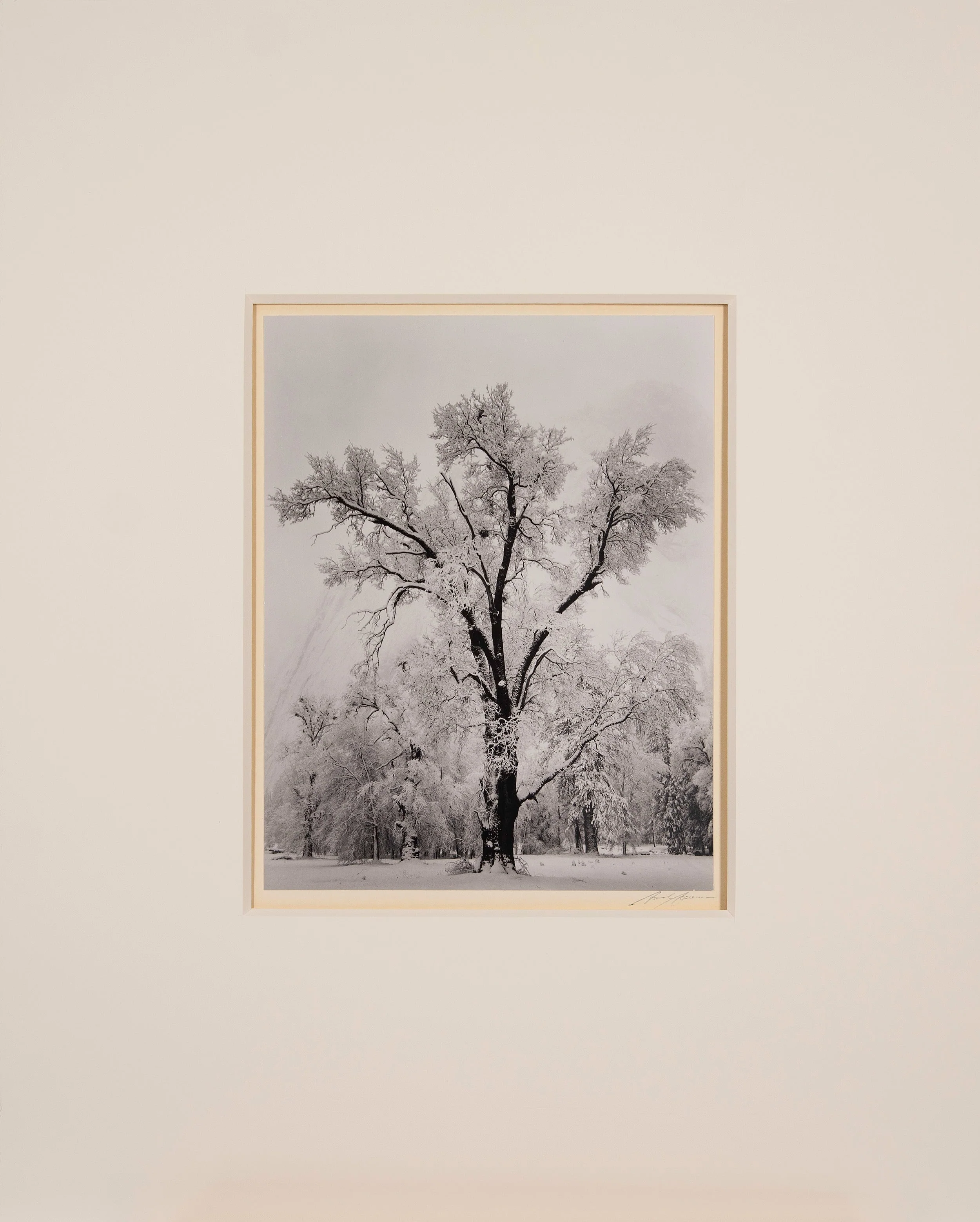 Oak Tree, Snowstorm - Signed Special Edition - Image 2