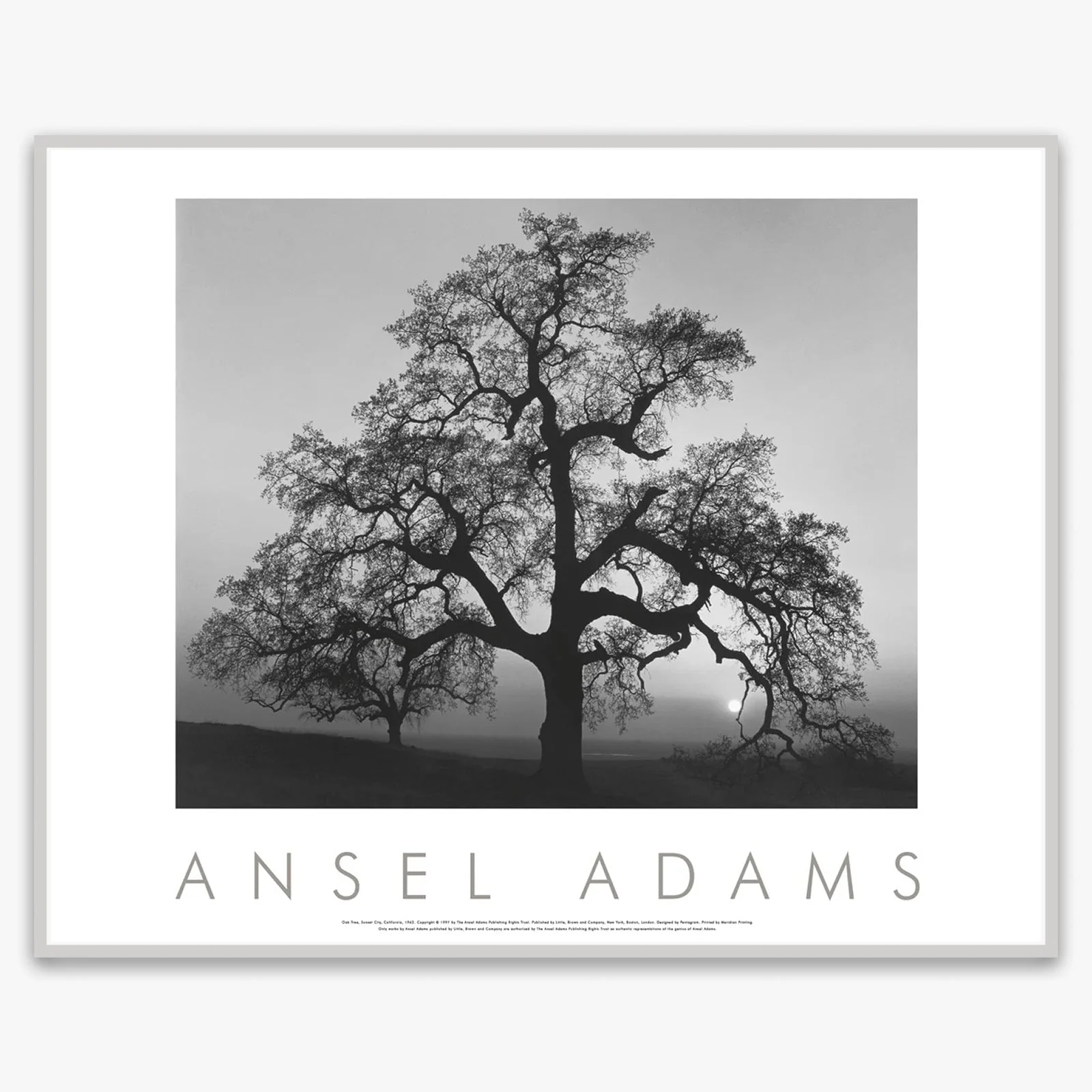 Oak Tree, Sunset City - Image 3