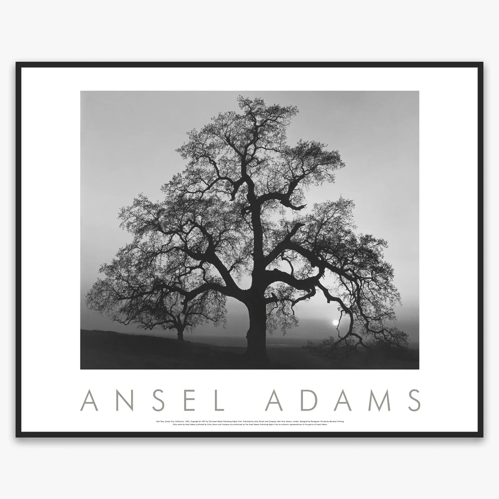 Oak Tree, Sunset City - Image 4