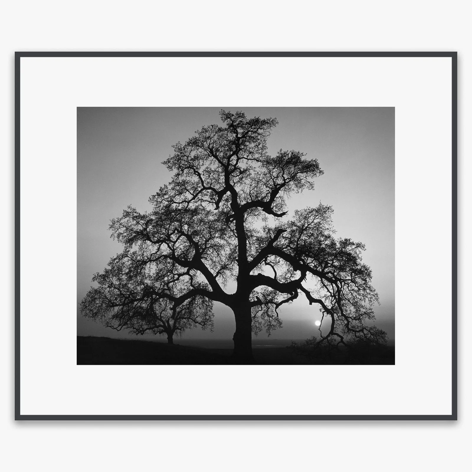 Oak Tree, Sunset City - Image 5