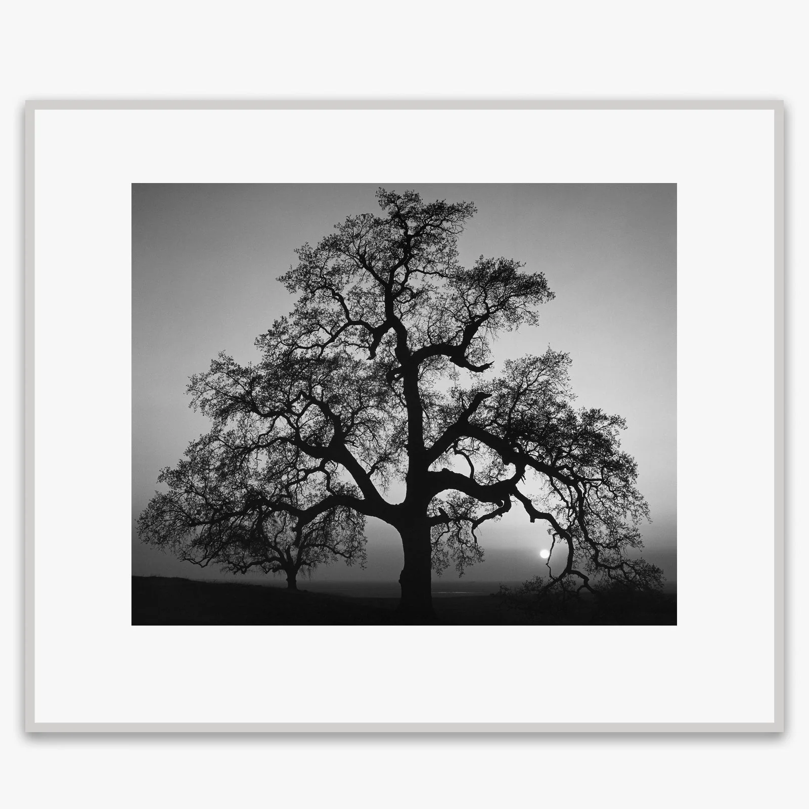 Oak Tree, Sunset City - Image 6
