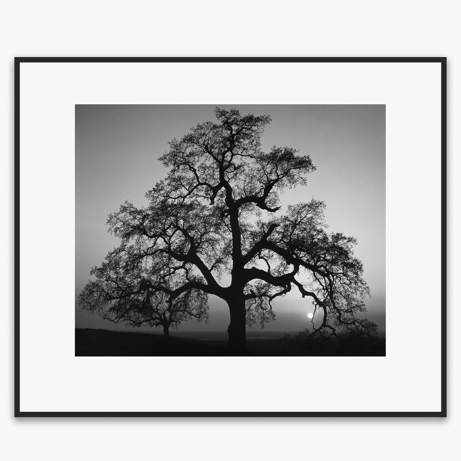 Oak Tree, Sunset City - Image 7