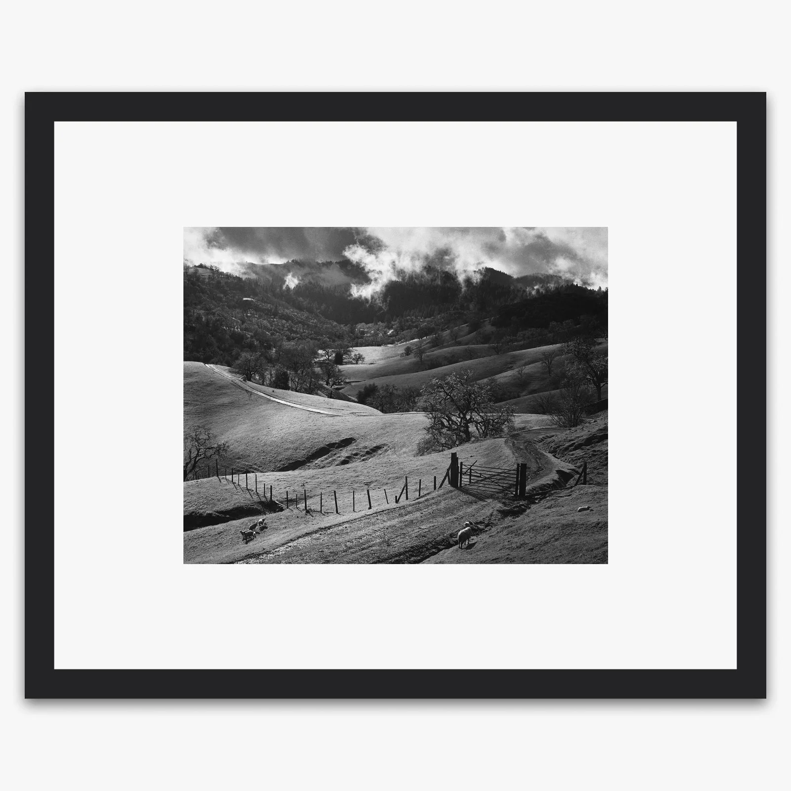 Pasture, Sonoma County - Image 3