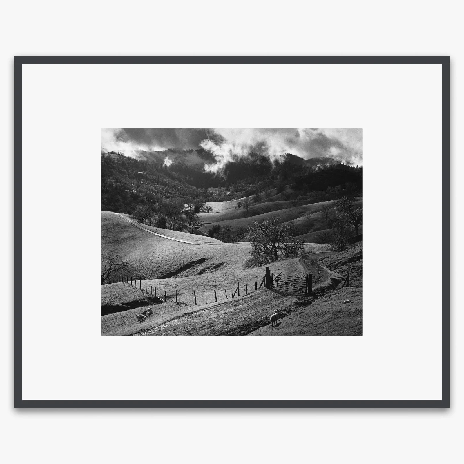 Pasture, Sonoma County - Image 4