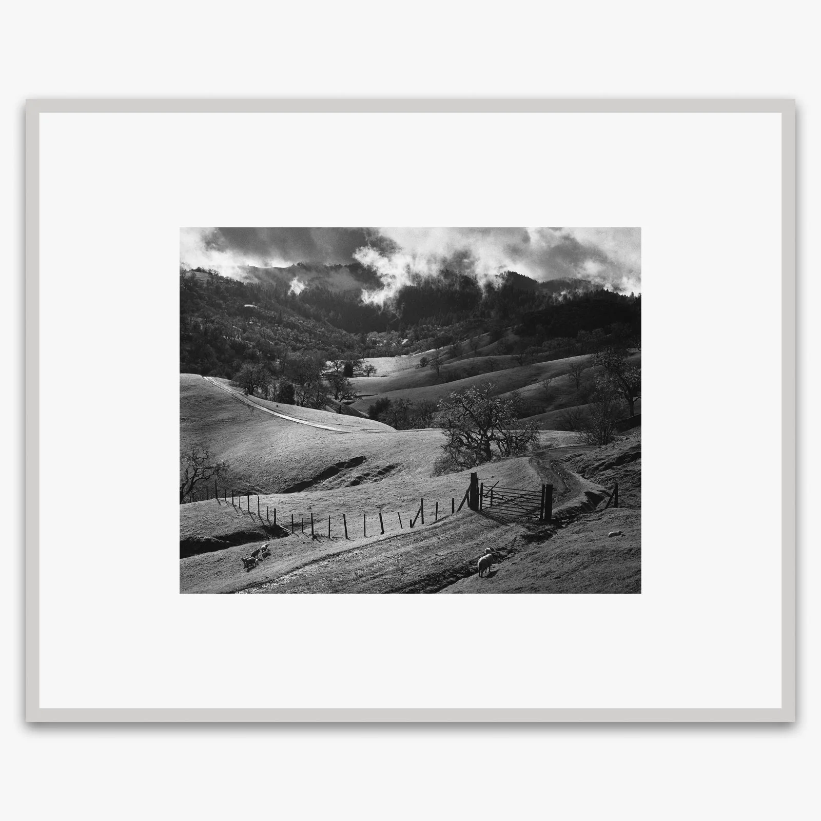 Pasture, Sonoma County - Image 5