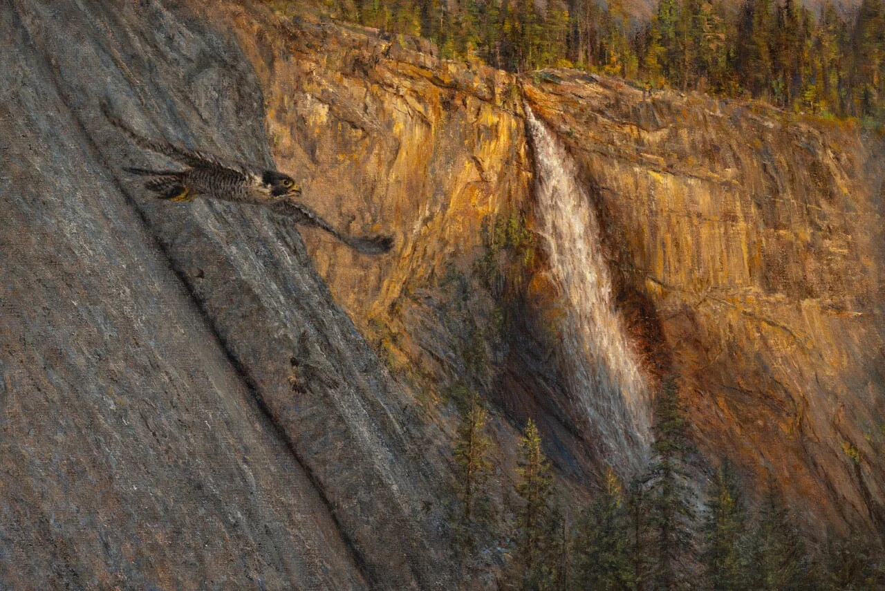 Peregrine Pair Hunting Bats Near Nevada Fall