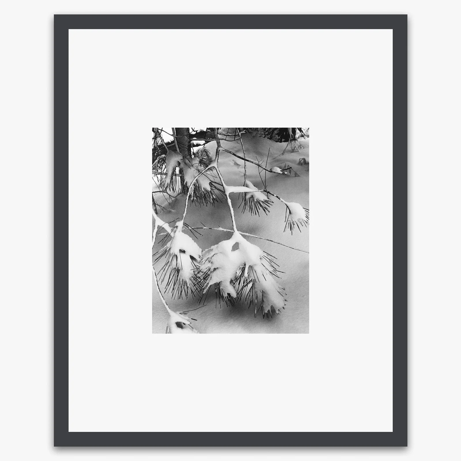 Pine Branches - Image 2