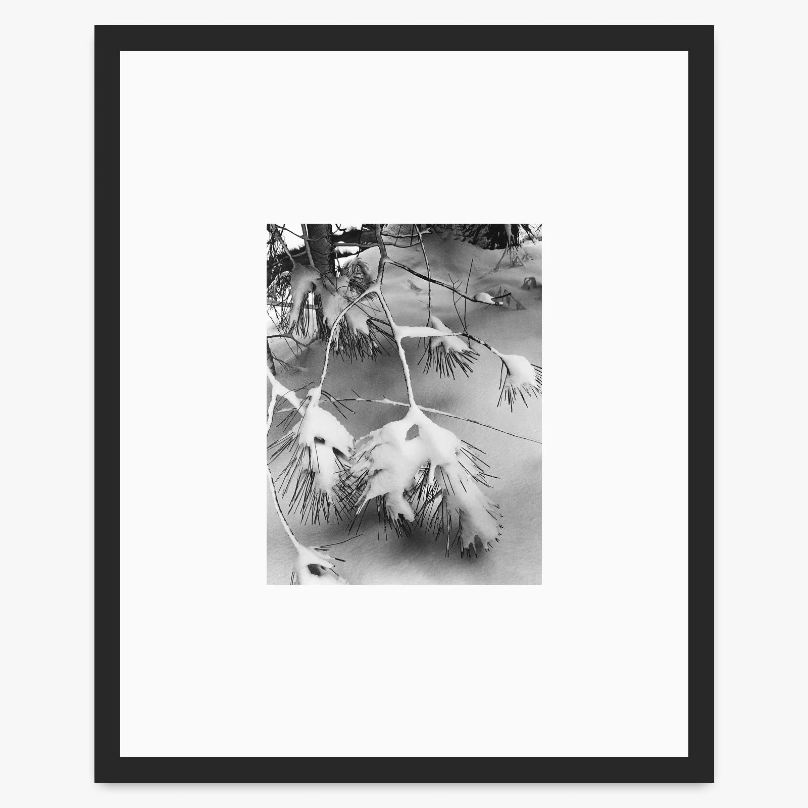 Pine Branches - Image 3