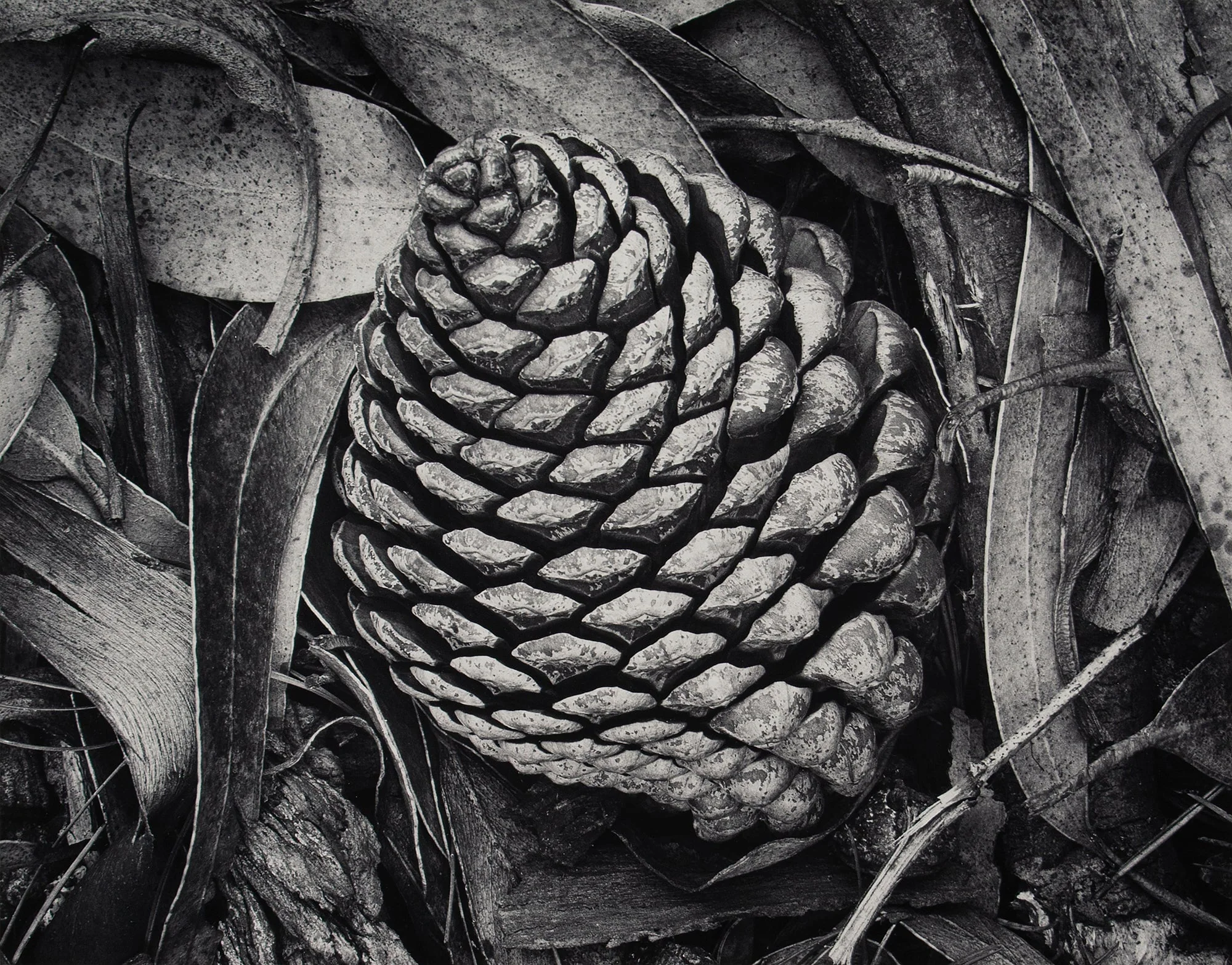 Pine Cone and Eucalyptus Leaves