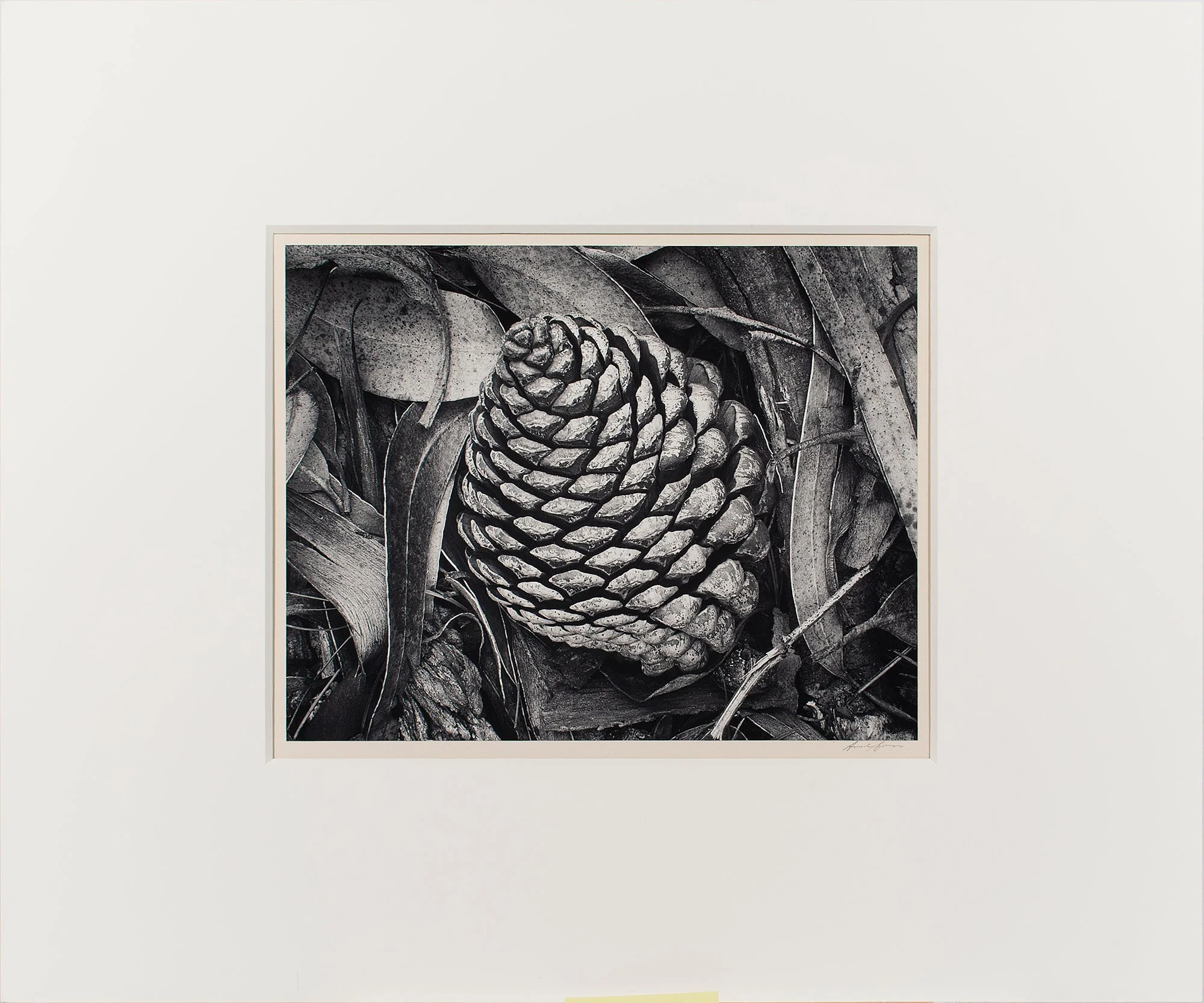 Pine Cone and Eucalyptus Leaves - Image 2